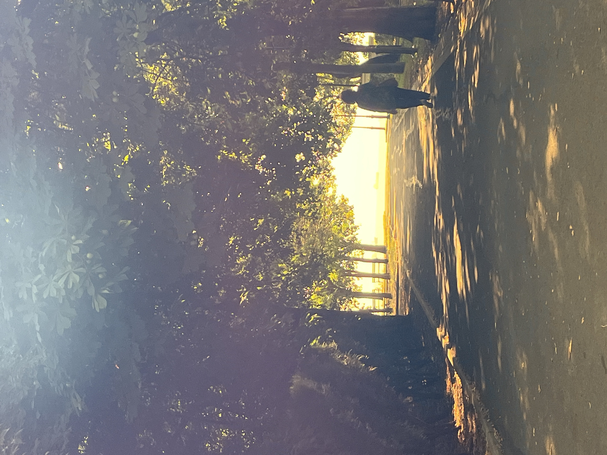 A person is walking away from the camera on a paved pathway lined with trees. The path is illuminated by golden sunlight filtering through the leaves, casting dappled shadows on the ground. In the distance, the path opens up to a bright, sunlit area, possibly a body of water, with a ship visible on the horizon. The scene appears to be a park or a promenade in the city of Burgas, Bulgaria, likely along the coast, given the presence of a ship and the bright, open light. The trees are lush and green, suggesting a temperate climate. The overall atmosphere is serene and tranquil.