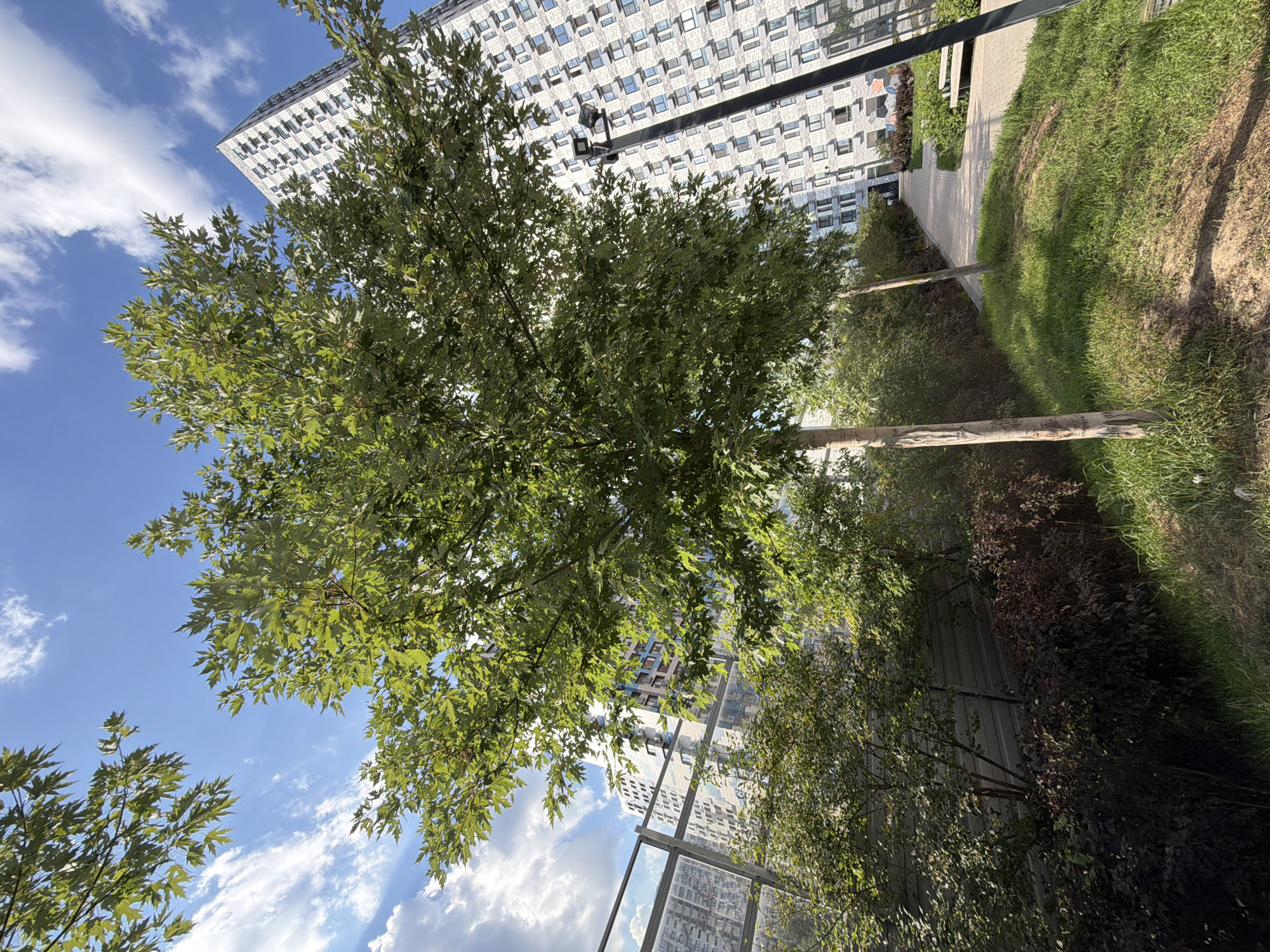 The image shows an outdoor scene with a tall, multi-story building in the background. In the foreground, a young tree with green leaves stands in the center. To the left of the tree, there are smaller bushes and a gray metal fence. To the right of the tree, a paved walkway runs alongside a grassy area. A lamppost is visible next to the walkway, and further down the walkway, a park bench is present. The sky above is blue with scattered white clouds. The building appears to be residential, with many windows. The overall setting suggests a modern urban environment, possibly a residential complex in Kotelniki, Russia, given the architectural style of the building. There are no people visible in the image.