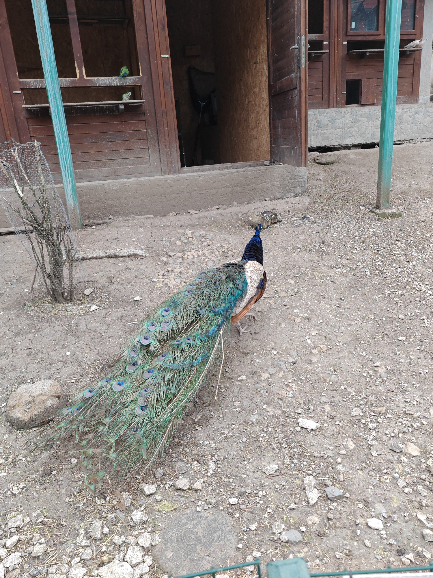 The image shows a peacock standing in a dirt and gravel area near a wooden building. The peacock's blue head and long, ornate tail feathers are prominent. The building has wooden doors and a section with shelves, where two green birds are perched. The location appears to be outdoors in Shumen, Bulgaria.
