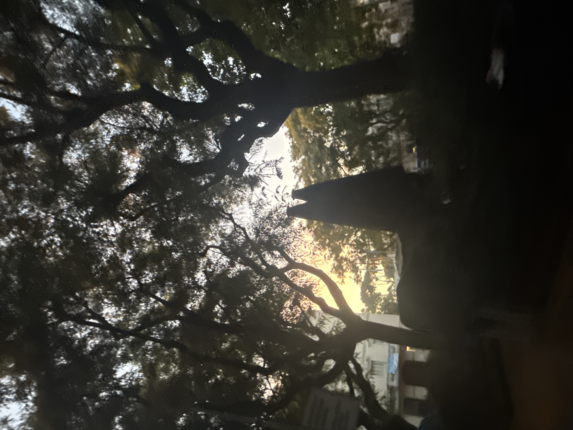 The image shows a view through a window, likely from inside a vehicle, looking out at a city street at dusk. Silhouetted against the sky are the branches of large trees, with the warm glow of the setting sun visible through the leaves. In the foreground, two dark, pointed objects are visible, possibly architectural elements or parts of a structure. Further in the background, buildings with white facades and some windows can be seen, along with more trees and streetlights. The overall impression is one of a quiet evening in an urban setting, with the natural elements of the trees and the sunset creating a softened, atmospheric view. The image appears to have been taken in the city of Sant Boi de Llobregat, Spain.