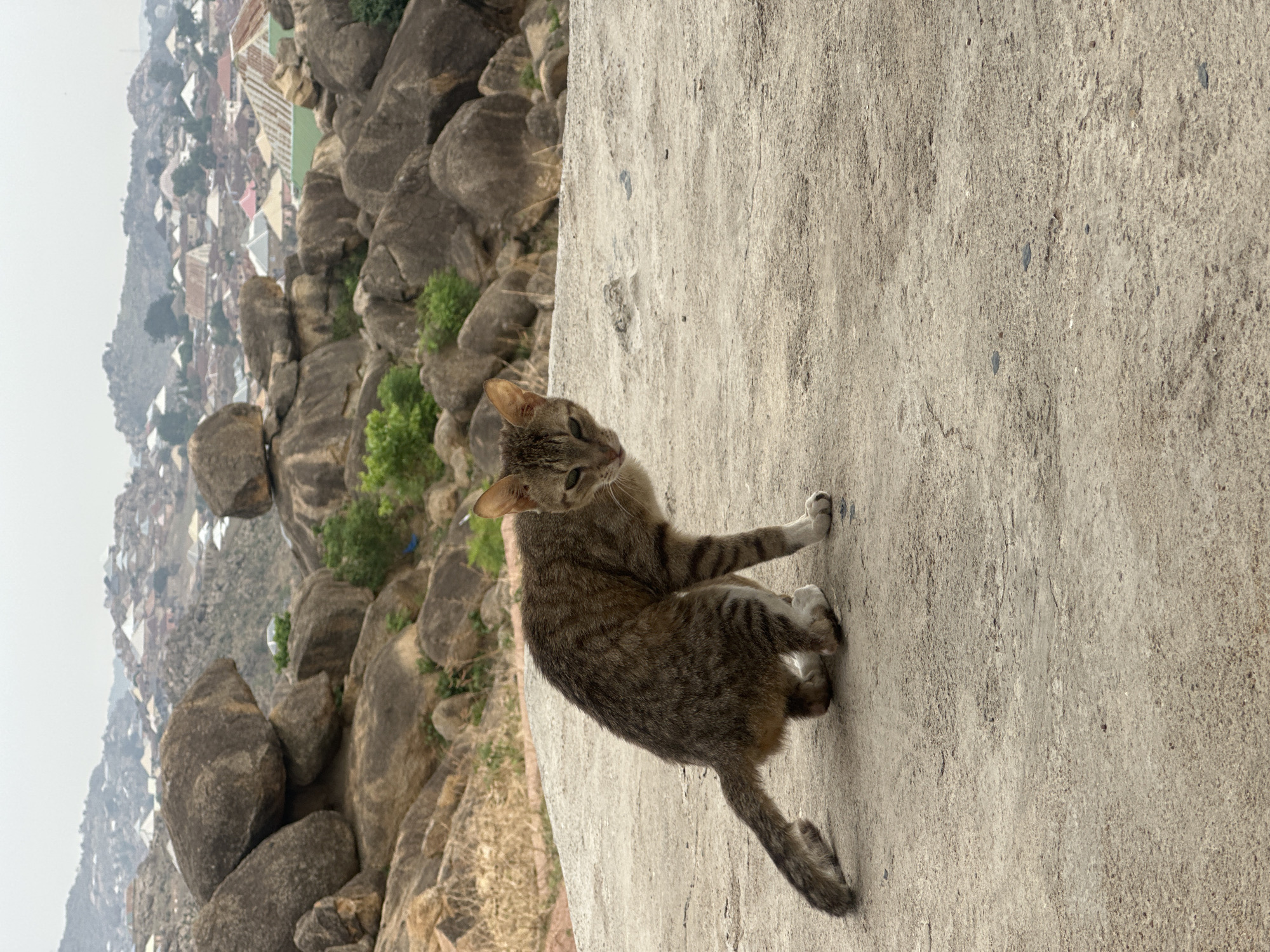 A medium-sized, tabby cat sits on a concrete surface. Its coat is a mixture of brown, gray, and black stripes. The cat is looking off to the left of the frame. Behind the cat, a landscape of large, rounded rocks and sparse vegetation slopes away into the distance. Further in the distance, a city skyline with buildings featuring light-colored roofs is visible. The location is Jos, Nigeria. The sky is overcast with a hazy quality.