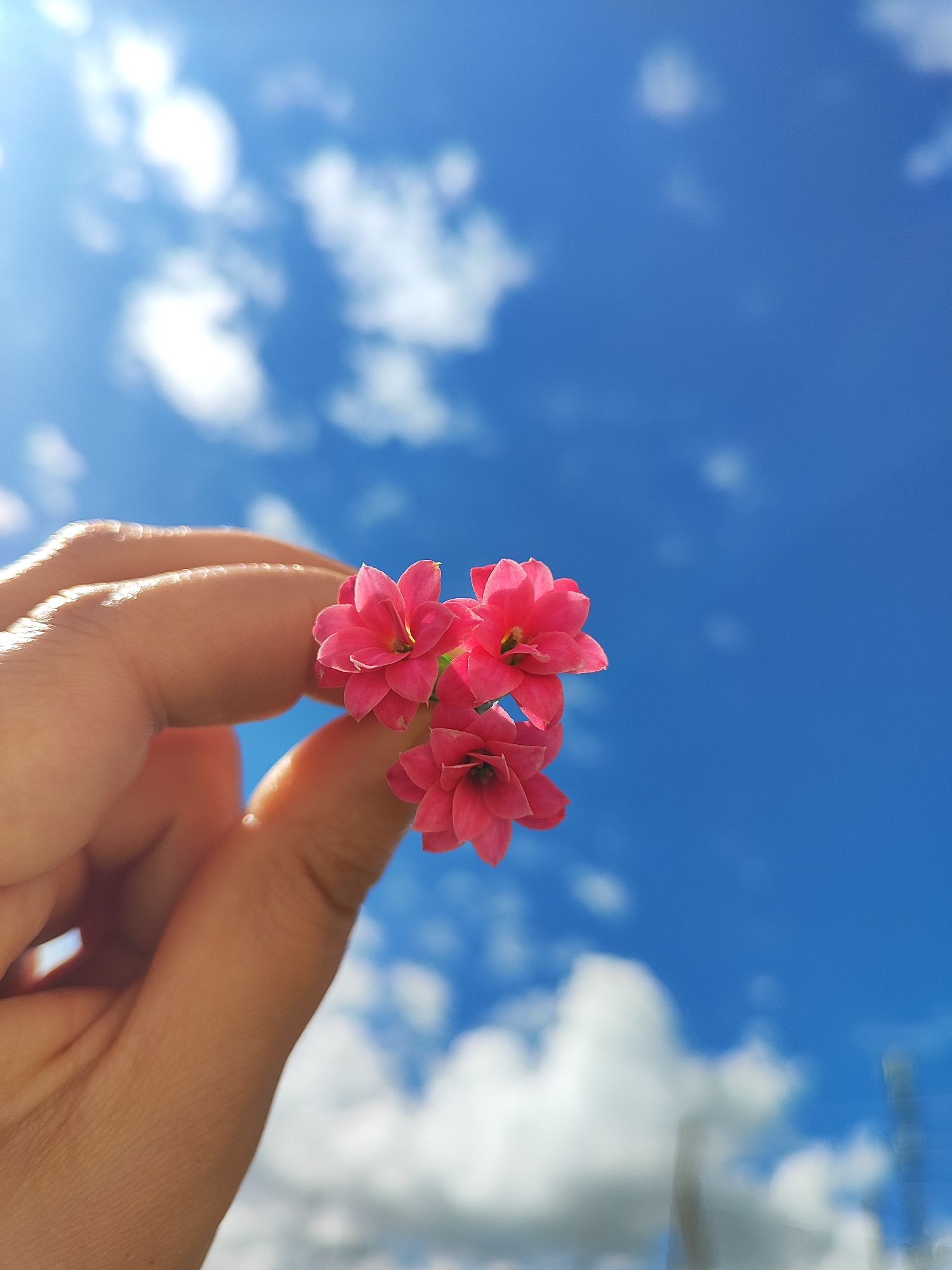 A close-up shot captures a person's hand holding a small cluster of three pink flowers against a bright blue sky filled with scattered white clouds. The sun is visible in the upper left corner, creating a lens flare effect and highlighting the texture of the skin and the delicate petals of the flowers. The background is out of focus, emphasizing the subject. The image appears to have been taken outdoors, likely in a sunny environment. No specific location in the city of Harich, Armenia can be determined from the image.