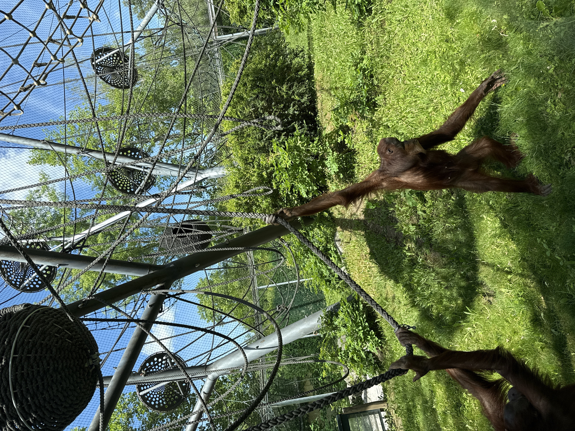 The image shows an orangutan enclosure at the Hellabrunn Zoo in Munich, Germany. Two orangutans are visible, one hanging from a rope and the other reaching out towards the viewer. The enclosure features a complex network of ropes, nets, and climbing structures, designed to simulate a natural environment for the primates. Lush green vegetation covers the ground and surrounds the enclosure, with trees and a blue sky visible in the background. The sun casts dappled shadows across the grassy area, indicating it is a bright, sunny day. The scene appears to be from a zoo exhibit, providing a glimpse into the habitat of these endangered animals.