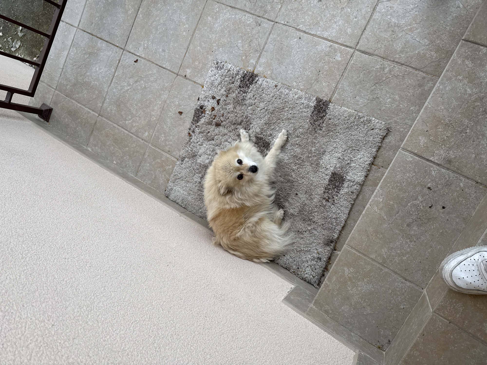A tan and white Pomeranian-type dog lies on its back on a gray shag rug. The rug is placed on a tile floor. A white sneaker is in the lower right of the frame. A white carpet is in the lower left. A dark metal railing is visible in the upper left.
