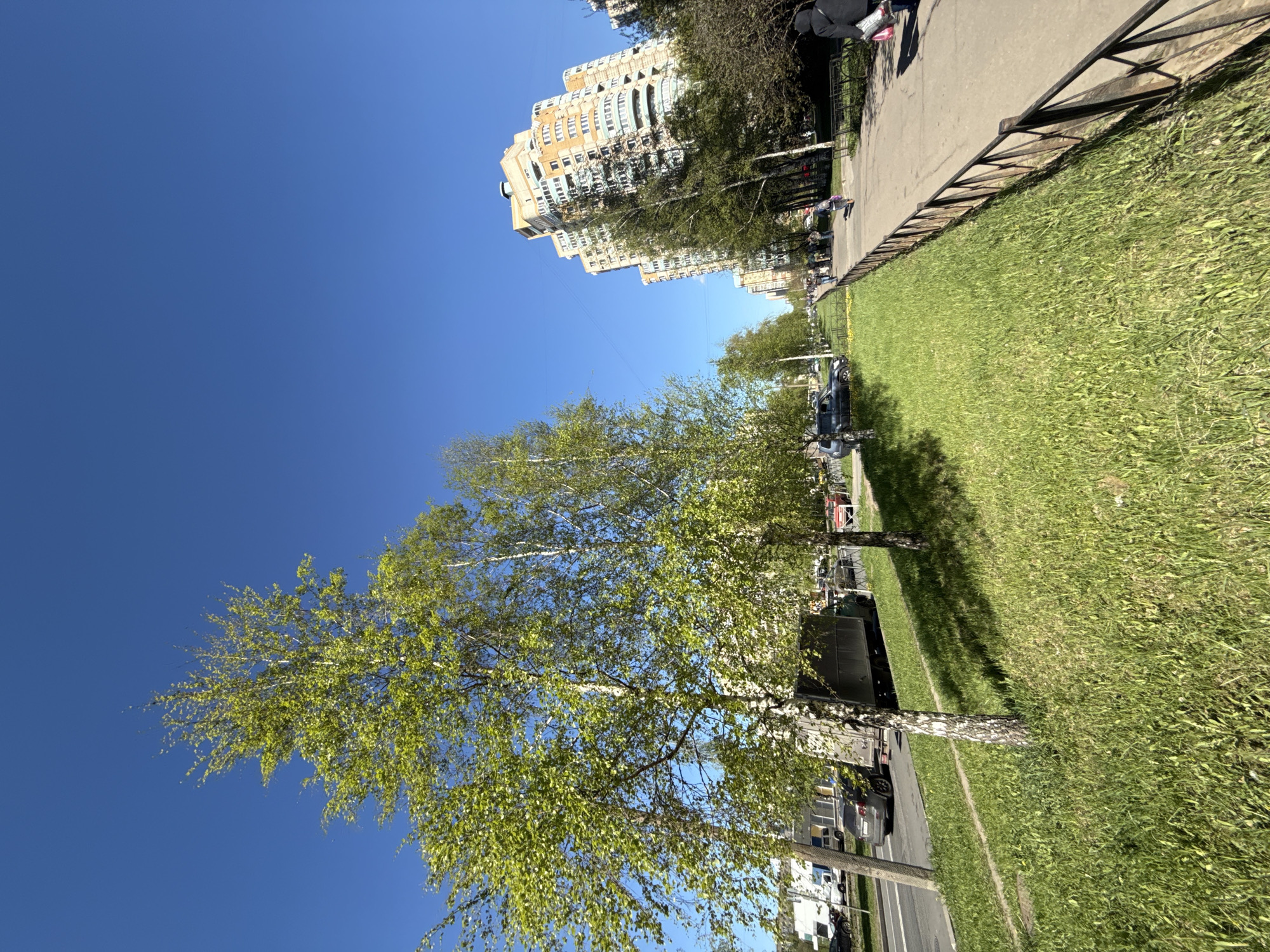 The image depicts a street in Saint Petersburg, Russia, under a clear blue sky. A tall building stands in the background, possibly a residential complex, with a light beige facade and tiered structure. In the foreground, a birch tree with light green foliage is visible, its slender trunk extending vertically. A well-maintained grassy area stretches along the roadside, bordered by a pedestrian walkway. A black metal fence separates the walkway from the grass. People are walking on the walkway. Cars are parked along the street. The scene appears to be a blend of urban and natural elements, common in Russian cityscapes.