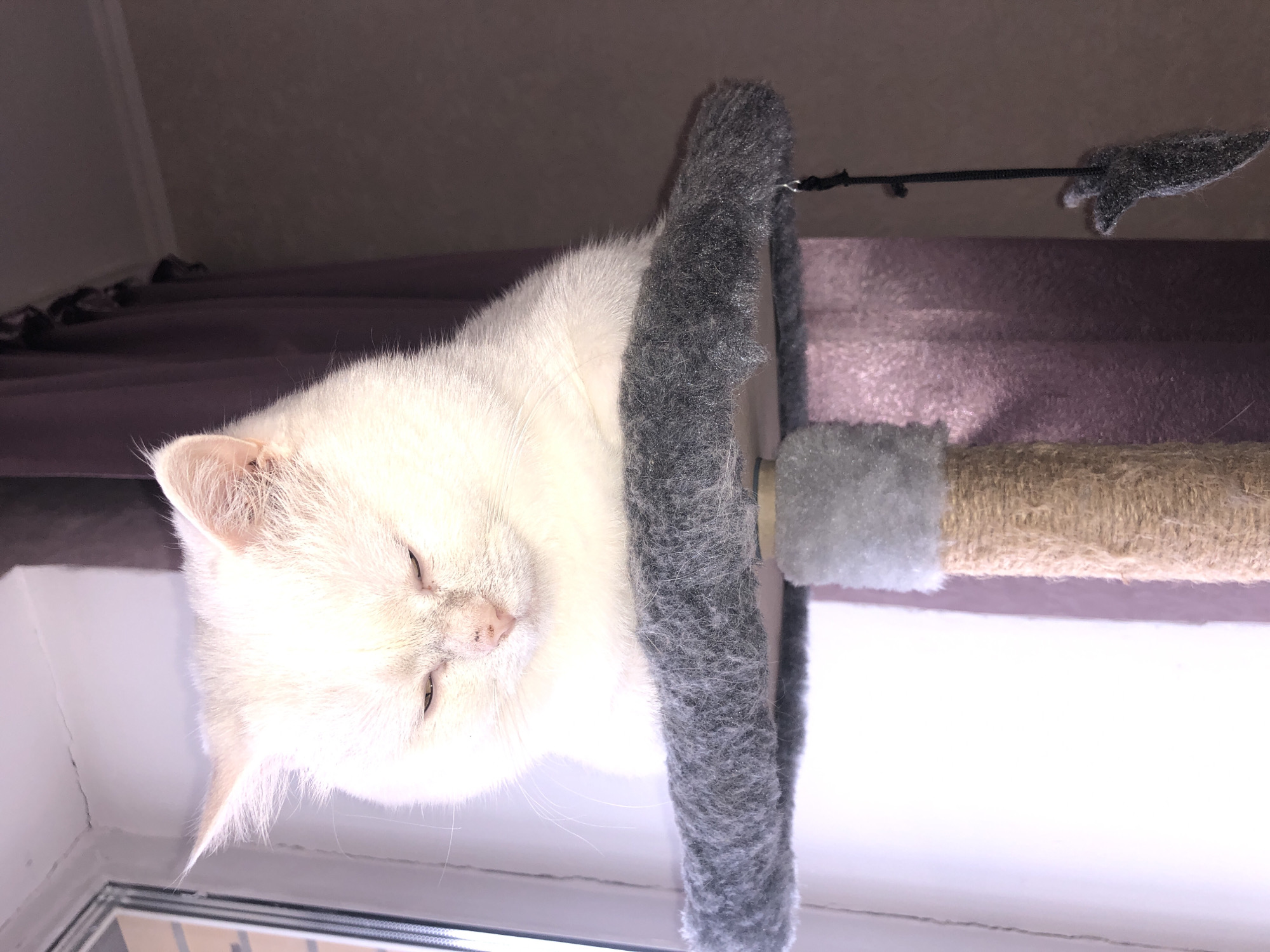 A white cat with closed eyes is sitting on a grey, furry perch of a cat tree. The cat is positioned in the center of the frame, and its face is slightly tilted downwards. The background consists of a window on the left with light coming through and a dark purple curtain on the right. A small, dark grey cat toy is hanging from the edge of the perch. The cat tree has a sisal rope wrapped around its main post. The scene appears to be indoors, possibly in a domestic setting.