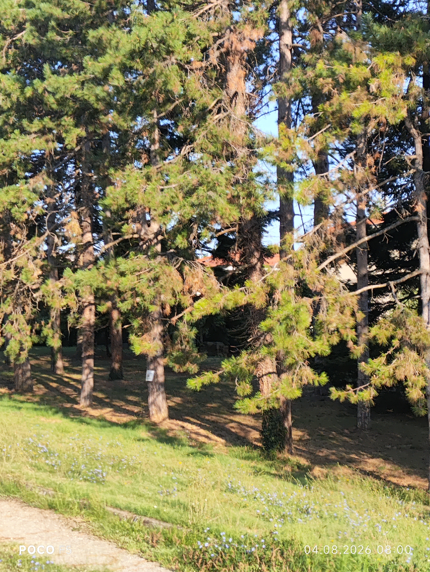 The image depicts a sun-dappled grove of tall pine trees, likely located in Collecchio, Italy. The trees, with their dense green needles and rough bark, stand closely together, casting dappled shadows on the ground below. The foreground is a grassy slope dotted with small blue wildflowers and illuminated by the bright sunlight. A gravel path runs along the bottom left of the frame, indicating a human-made element within the natural setting. The overall impression is one of a peaceful outdoor environment, possibly a park or a wooded area on the outskirts of a town. The date and time stamp "04.08.2026 08:00" suggests the photograph was taken on August 4, 2026, at 8:00 AM.