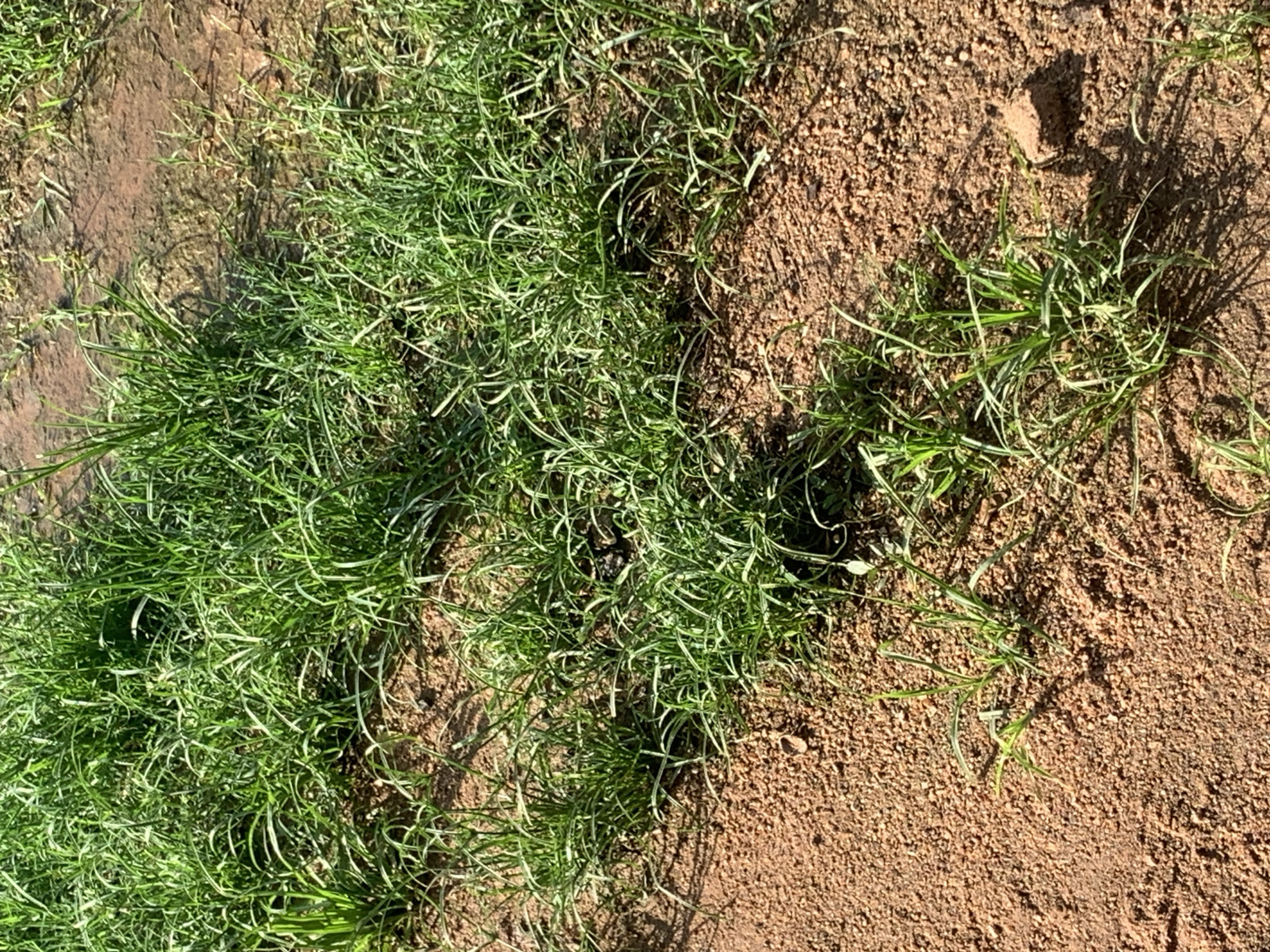 The image shows a patch of green grass growing in reddish-brown soil. The grass is relatively short and appears somewhat sparse in places. The soil is a mix of fine grains and small pebbles, with some larger clumps of dirt visible. There is evidence of shadows cast by the grass and possibly other objects not fully visible in the frame, suggesting it is daytime and sunny. The scene is natural, with no obvious man-made structures or activity. The location is the city of Jalingo, Nigeria.