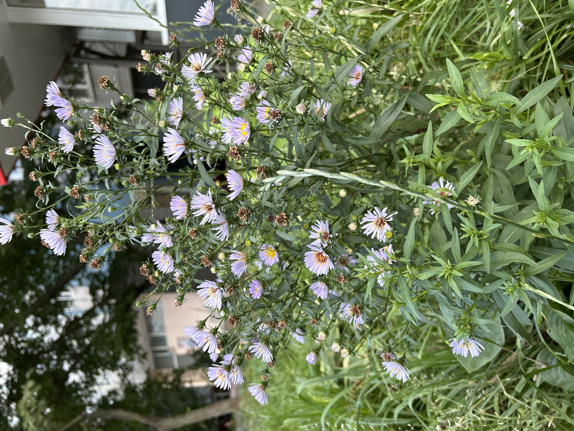 The image shows a cluster of light purple aster flowers with yellow centers, some of which are partially dried or developing seed heads. The flowers are growing in a patch of green grass and other foliage. In the background, there is a building with visible windows and a tree. The lighting suggests it is daytime. This scene is consistent with an urban park or residential area in Moscow, Russia. There are no people visible in the image.
