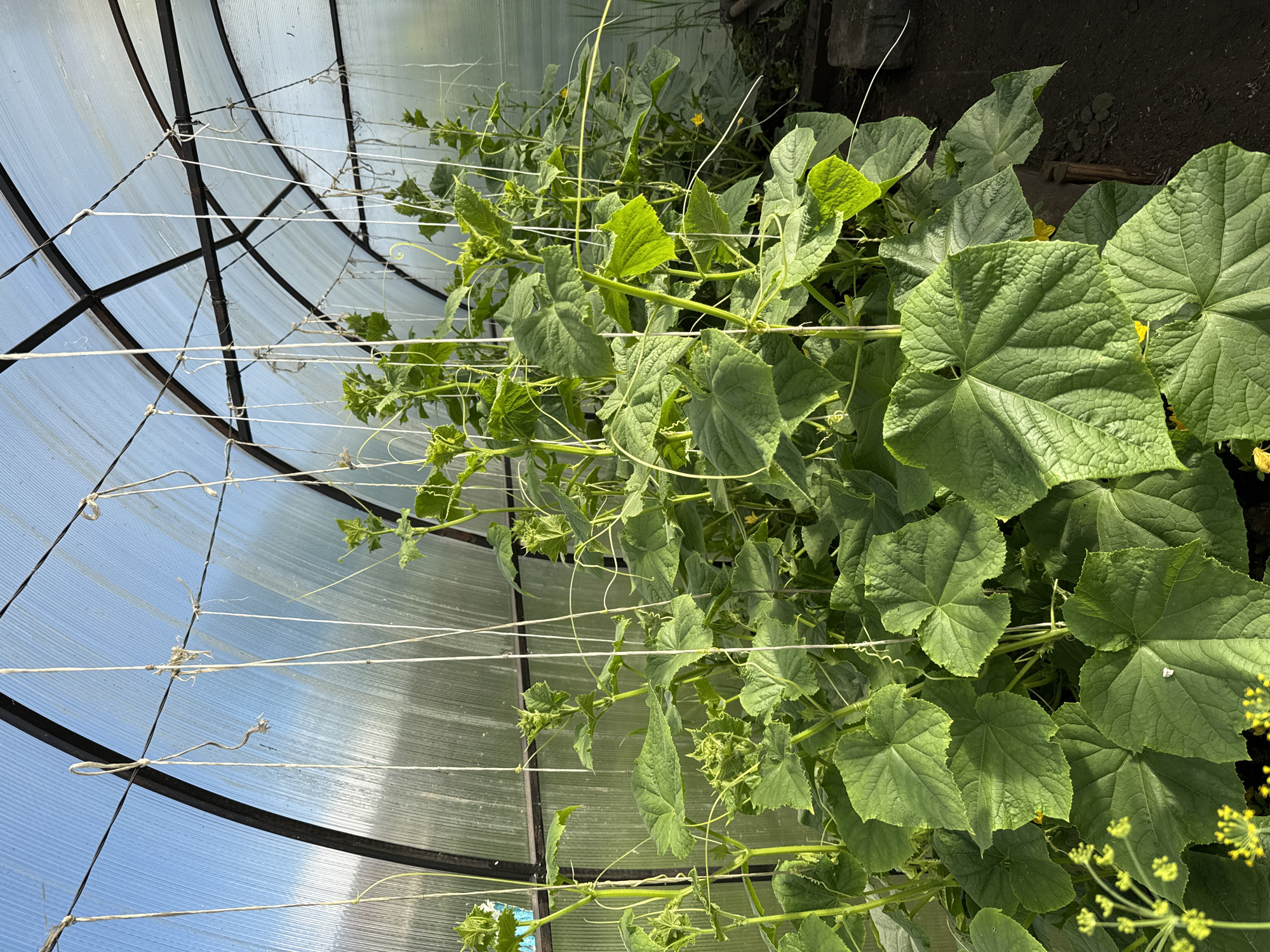 The image shows a greenhouse interior with growing cucumber plants. The greenhouse has a curved roof made of translucent material, supported by a metal frame. White strings are tied to the frame and hang down, presumably to support the climbing plants. The cucumber plants are lush and green, with large, lobed leaves and some yellow flowers visible. The ground inside the greenhouse appears to be dark soil. The location is specified as Bolshoy Turysh, Russia, indicating an outdoor agricultural setting. There are no people or animals present in the image.