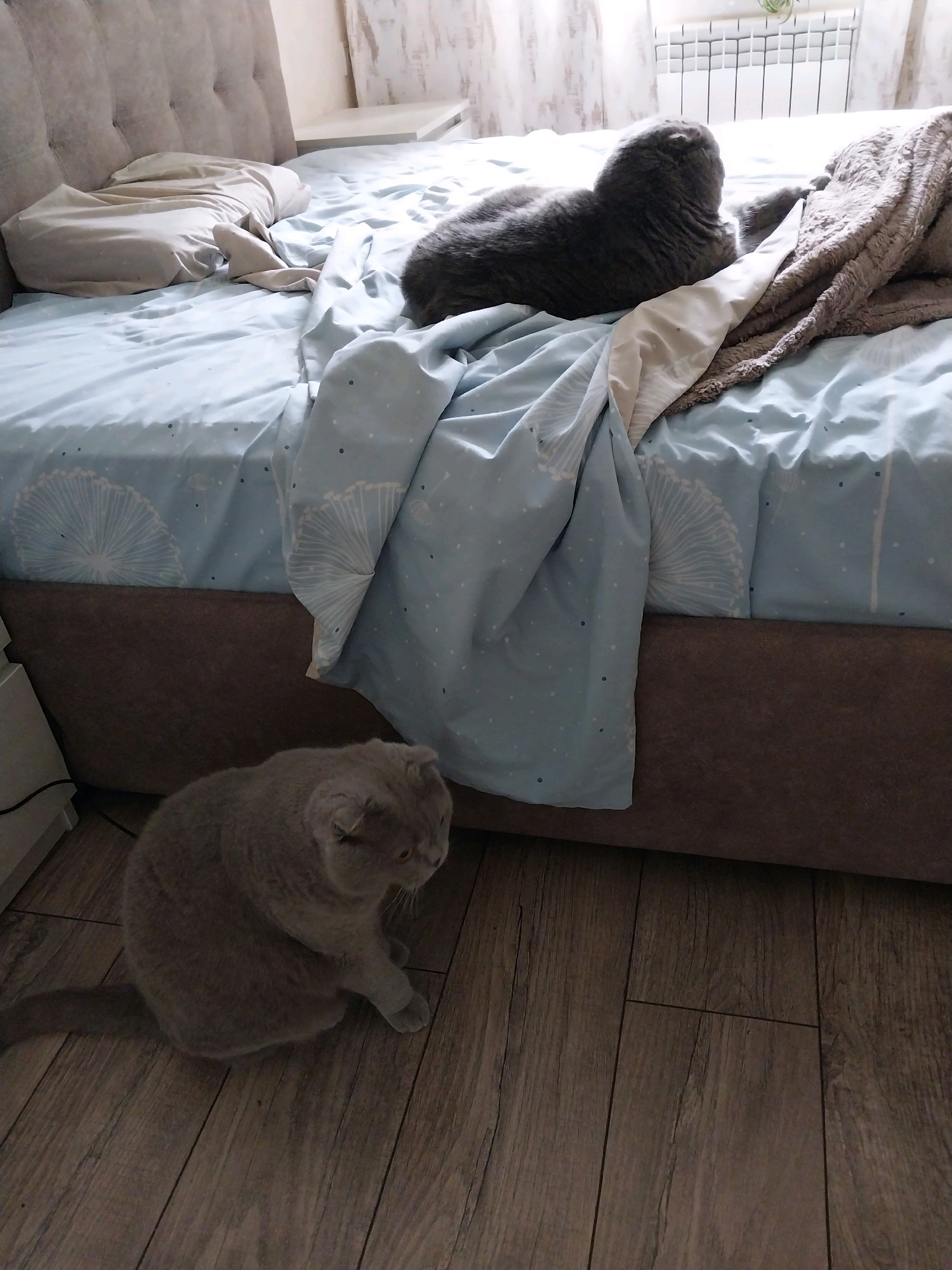 Two cats are in a bedroom. One cat is gray and fluffy and is lying on the bed. The other cat is also gray and is sitting on the wooden floor next to the bed. The bed is made with blue sheets and white bedding, and there is a gray blanket on top of the duvet. The room has a wooden floor and a headboard on the bed. There is a window and a radiator in the background.
