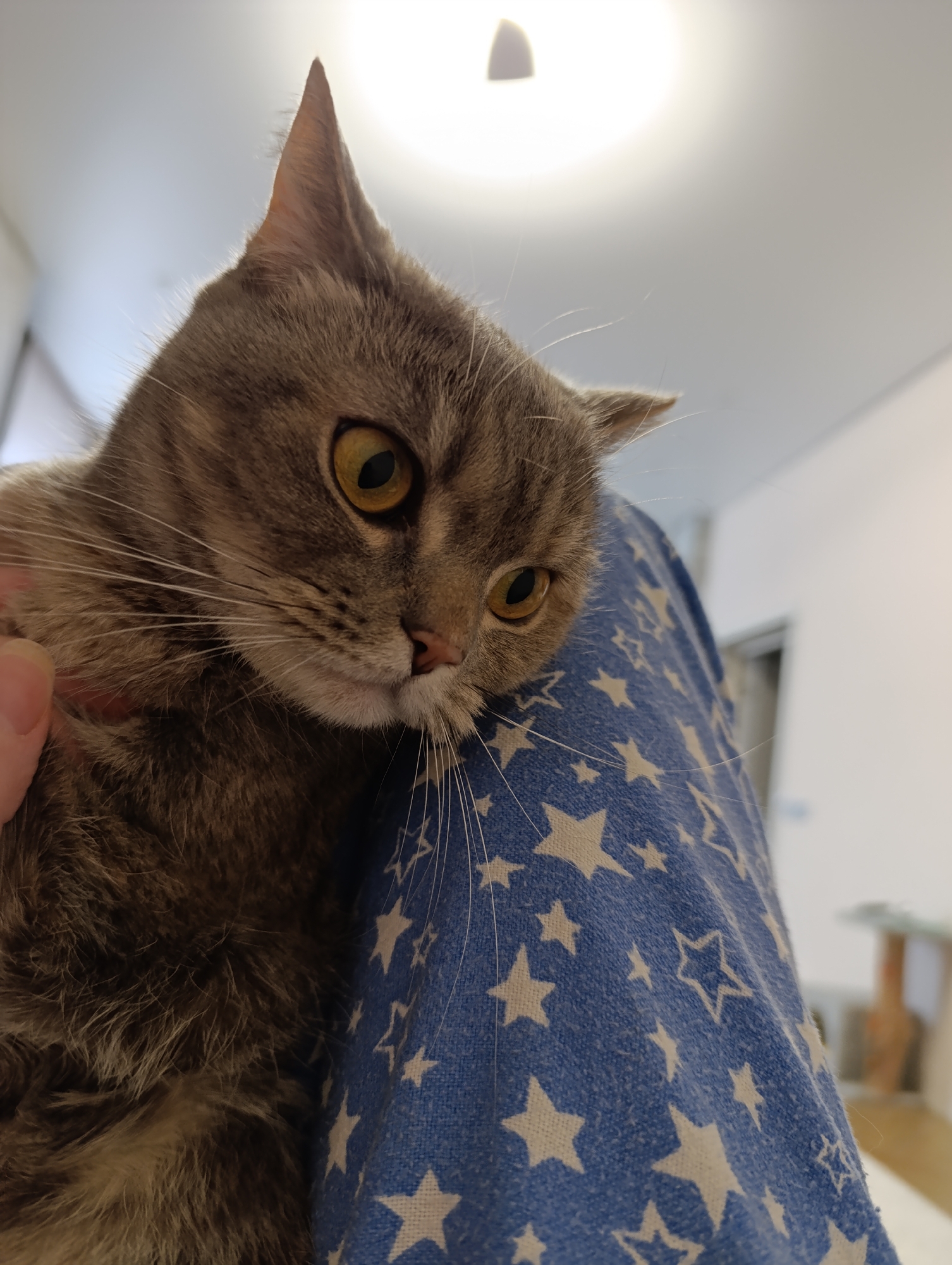 A close-up shot shows a light brown and gray tabby cat with yellow eyes being held or resting against a blue fabric covered with white stars. A partial view of a hand is visible on the left side of the cat's fur. The cat appears to be indoors with a white wall and partial view of furniture in the background. The location of the image in the city of Chaikovsky, Russia is not verifiable from the available image data.