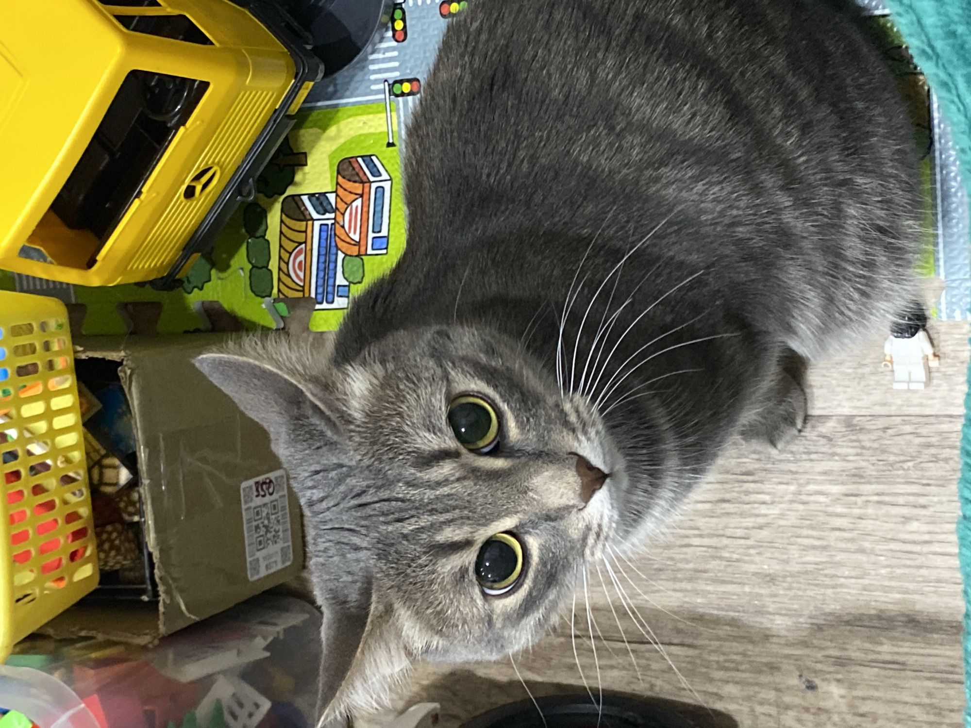 A gray tabby cat with large, round, green-yellow eyes is the primary subject of the image. It is positioned at an angle, looking up and slightly to the right of the frame. The cat is surrounded by children's toys. To the left, there is a yellow toy basket with multi-colored blocks, and a yellow toy bus. A road play-mat is partially visible. A small Lego figure can be seen next to the cat's body. The environment suggests an indoor setting, possibly a child's room. There is no indication that the image was taken in Марковский, Russia.