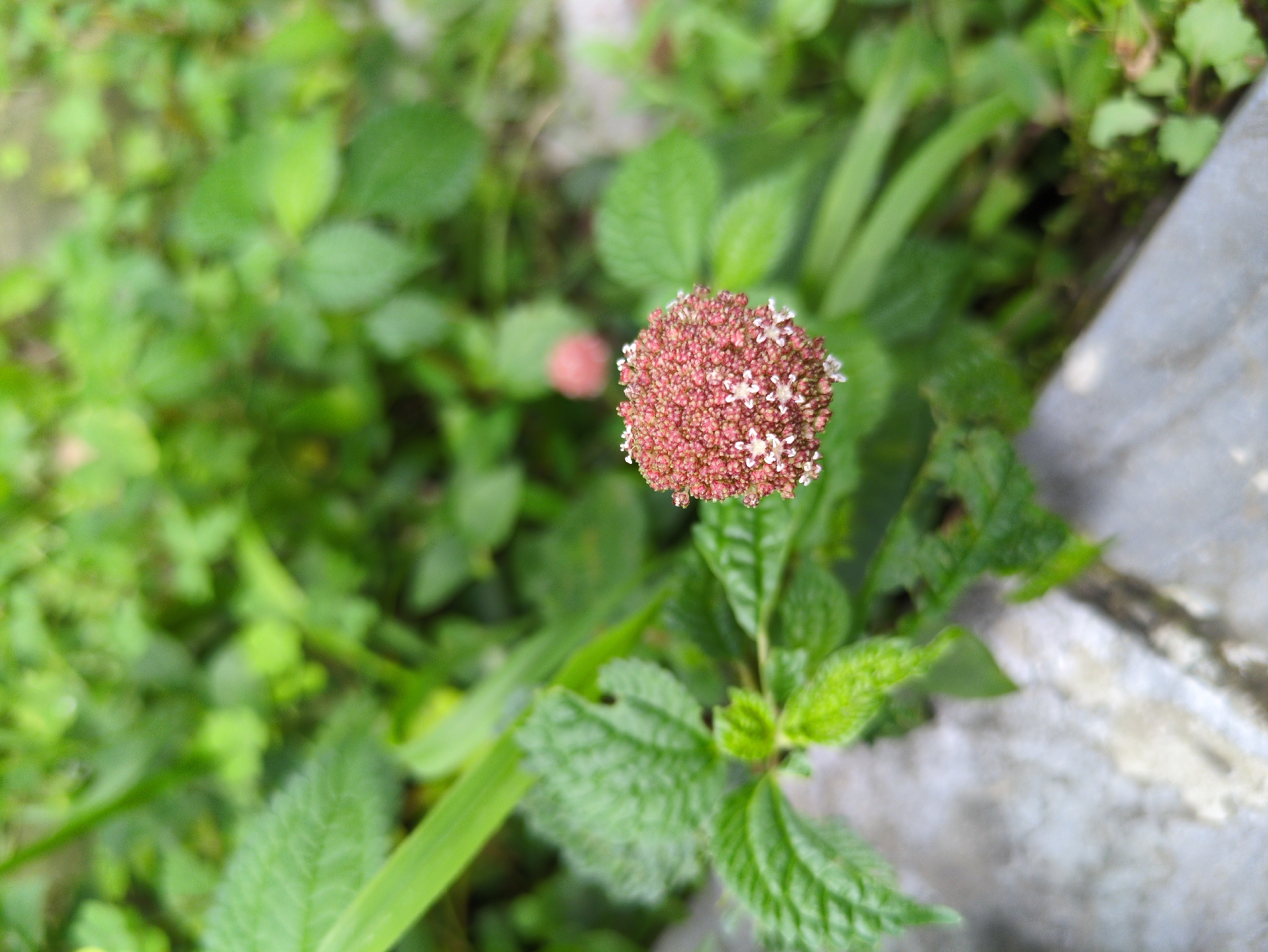 The image displays a close-up, eye-level view of a single, round, pinkish-red flower head with small white star-shaped flowers scattered throughout. The flower is positioned in the center-right of the frame, with lush green foliage filling the background. Some of the green leaves in the foreground are textured and slightly fuzzy. To the bottom left of the flower, a rough, greyish-white textured surface, possibly a stone or concrete edge, is visible. The scene appears to be outdoors, suggesting a natural or garden setting. There are no people or animals present in the image. The lighting is even, indicating an overcast day or diffused sunlight. The overall impression is one of natural growth and detail in flora. This scene is not specific to Haini, India, as no identifiable landmarks or context point to that location.