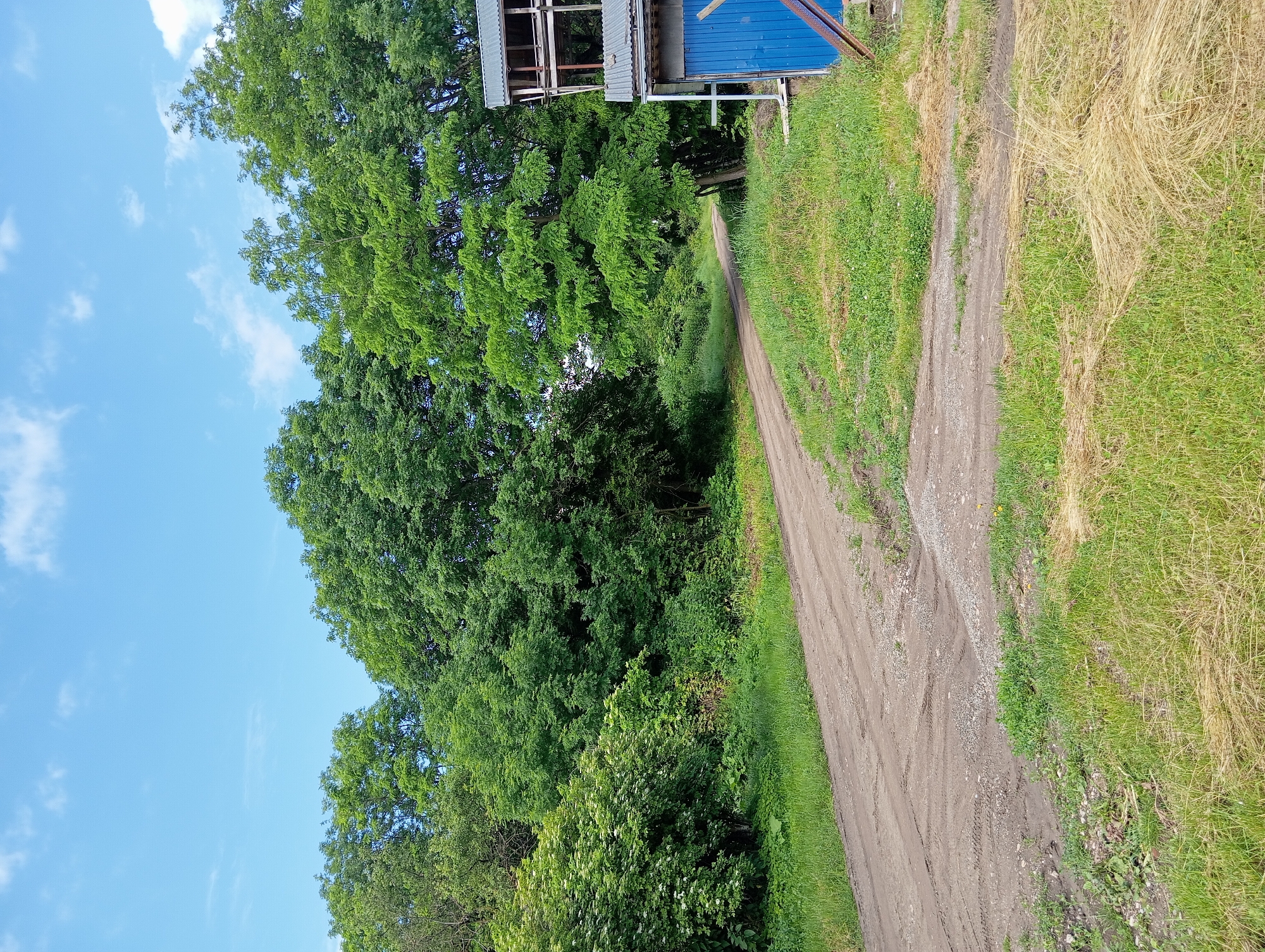 This is a full, eye-level, outdoor, daytime, medium shot photograph of a dirt road curving to the left into a wooded area. On the right side of the image, a two-story structure with a corrugated metal roof and blue siding is partially visible. The structure appears to be rustic, possibly a shed or storage building. The road is unpaved and has tire tracks visible in the dirt. The surrounding environment is lush and green, with dense trees and foliage lining the road. The sky above is blue with scattered white clouds. The location is the city of Peredovaya, Russia.