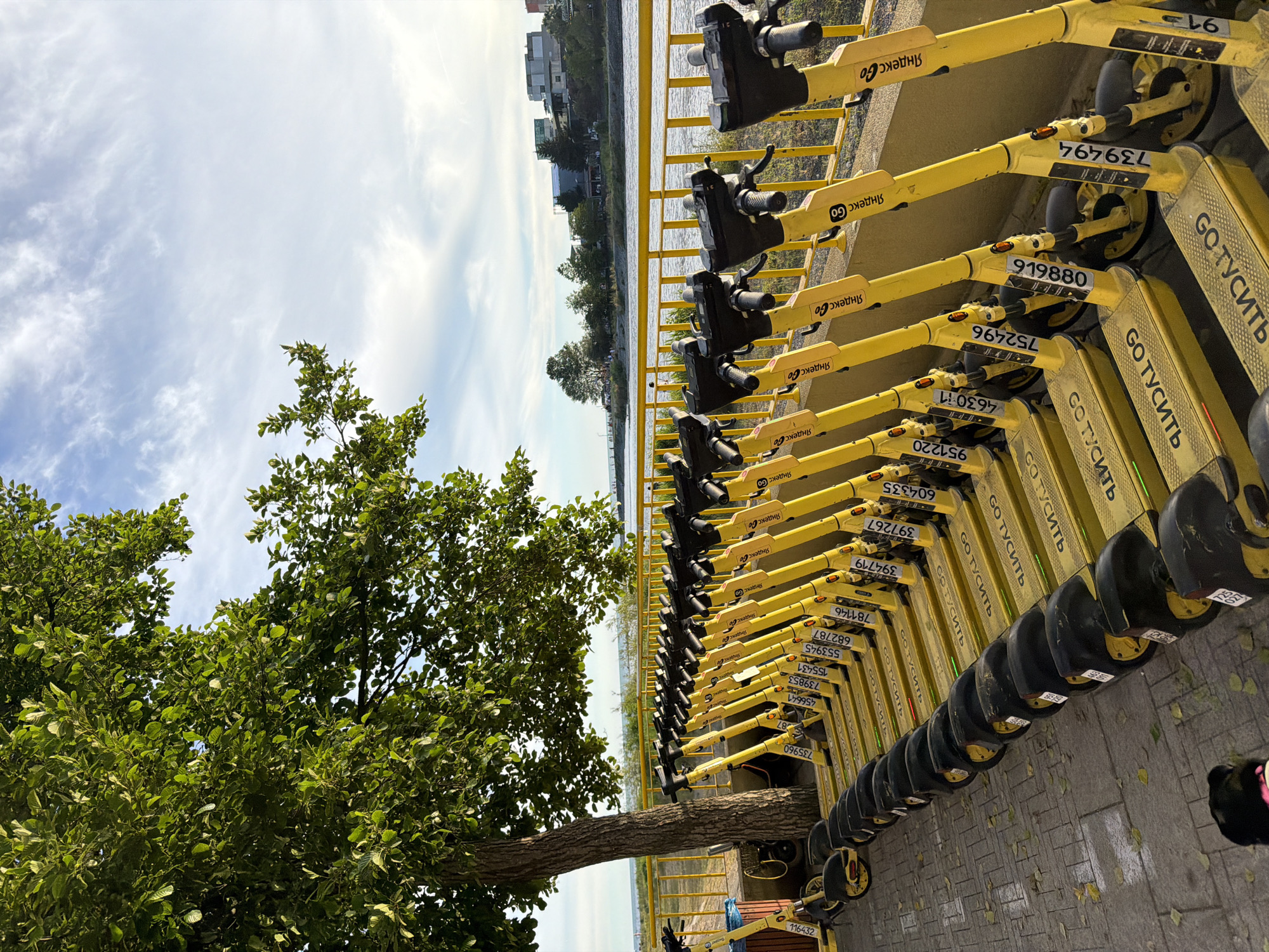 This image captures a row of yellow electric scooters parked along a paved walkway next to a body of water, possibly a river or sea, under a bright, cloudy sky. A large tree with green foliage stands to the left of the scooters, casting a shadow on some of them. The scooters are branded with "Яндекс Go", suggesting they are part of a ride-sharing service. The background shows a railing, trees, and buildings, indicating an urban or semi-urban environment. The location is identified as Sirius, Russia. There is no visible human activity directly interacting with the scooters. A dark-colored dog is partially visible in the lower left corner of the frame.