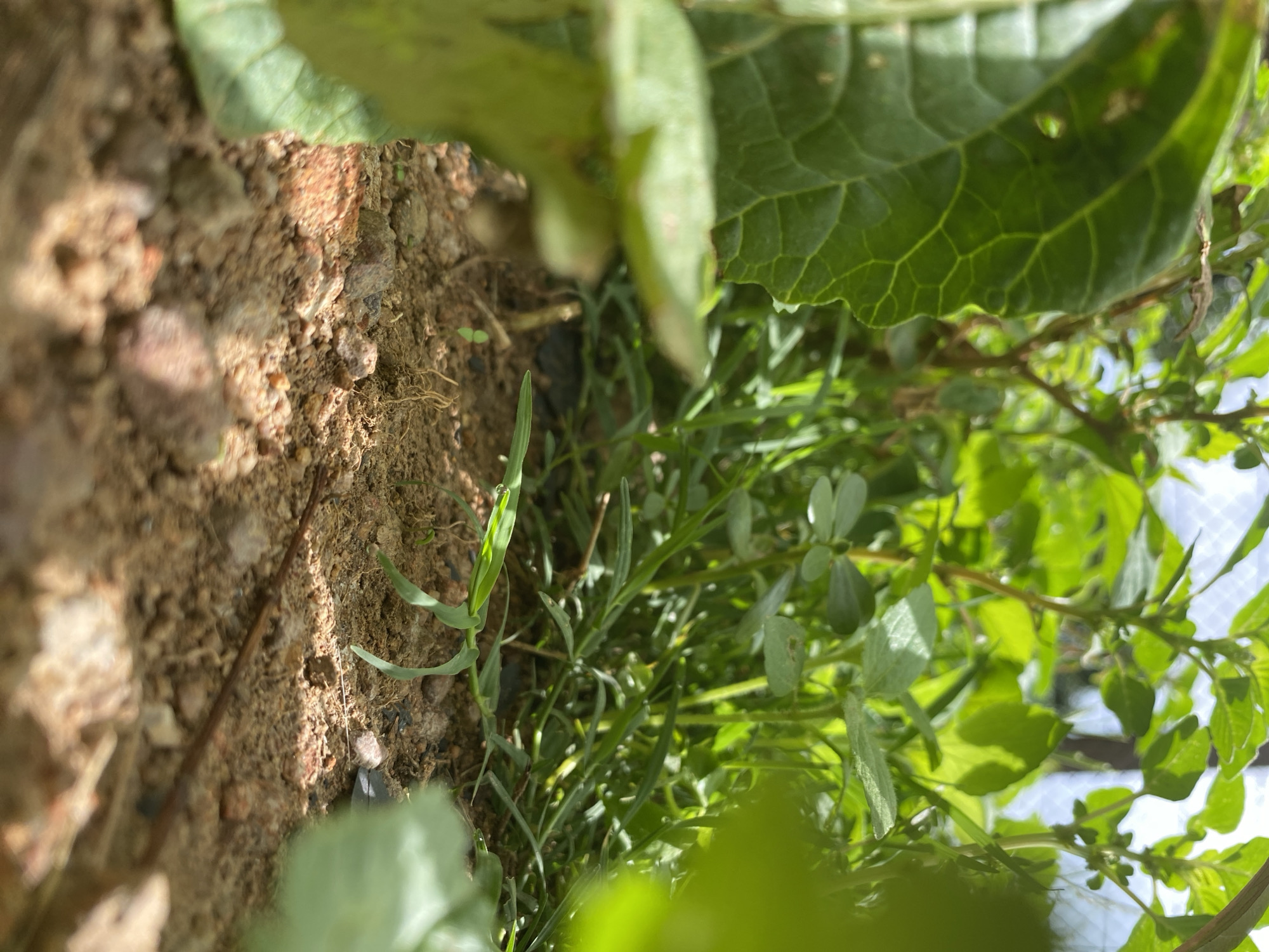 The image, possibly taken in Bukuru, Nigeria, shows a close-up, ground-level view of a patch of earth and vegetation. The soil is a light brown color with some visible pebbles and small roots. Various green plants and grasses are growing densely. Some leaves are broad and veined, while others are thin and blade-like. A portion of a large leaf is visible at the top of the image. There is no evidence of people, interactions, or specific actions. The overall environment appears to be a natural, untended area.
