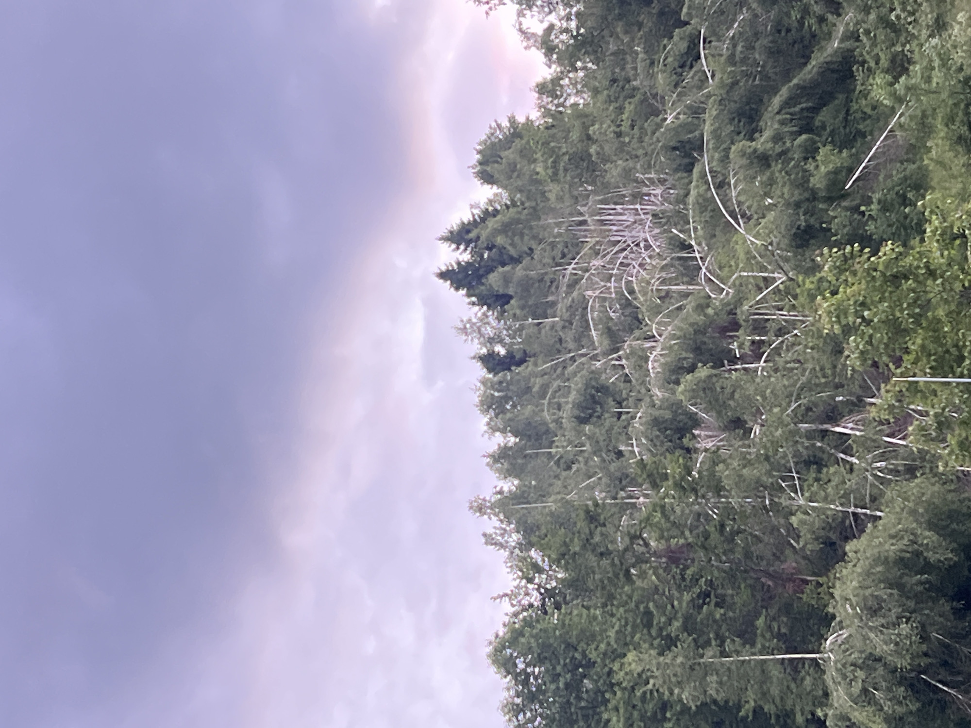 The image depicts a dense forest with a variety of trees, primarily deciduous with some evergreens visible. The trees are of varying heights and densities, creating a textured canopy. Many of the trees appear to be bending and arching, some dramatically, with some white, bare branches or trunks visible among the green foliage. The ground is not visible, as the image is focused on the forest canopy and the sky above. The sky is overcast with dramatic clouds, ranging in color from a pale lavender to a dusty pink, suggesting either dawn or dusk, or a storm approaching. The scene is natural and appears to be in a rural or wild setting, with no man-made structures or people visible. The overall mood is somewhat somber due to the overcast sky and the unusual posture of many of the trees.