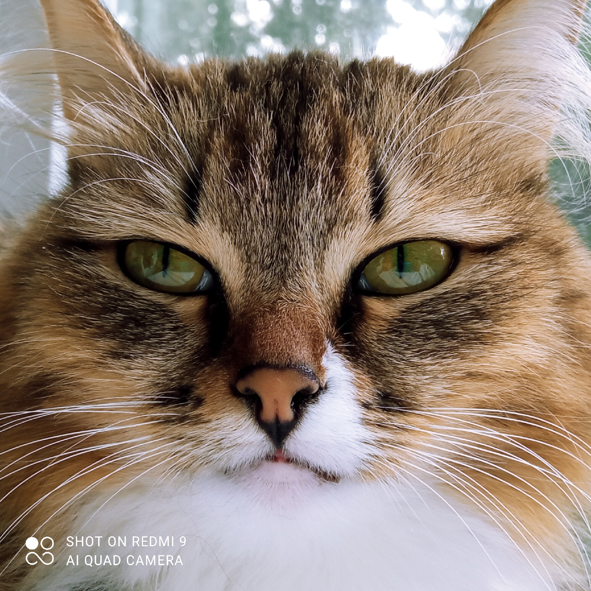 This is a close-up, frontal photograph of a domestic cat's face. The cat has striking green eyes with visible reflections of a bright, outdoorsy environment, likely foliage. Its fur is a mix of brown, black, and white, with prominent white whiskers. The cat's nose is pinkish, and its mouth is slightly open, revealing a hint of its tongue. The background is out of focus and appears to be a natural setting with blurred greenery and possibly light filtering through leaves or branches. The image is a portrait of the cat, emphasizing its facial features and intense gaze. There is no information about the city of Chaikovsky, Russia, present in the image.