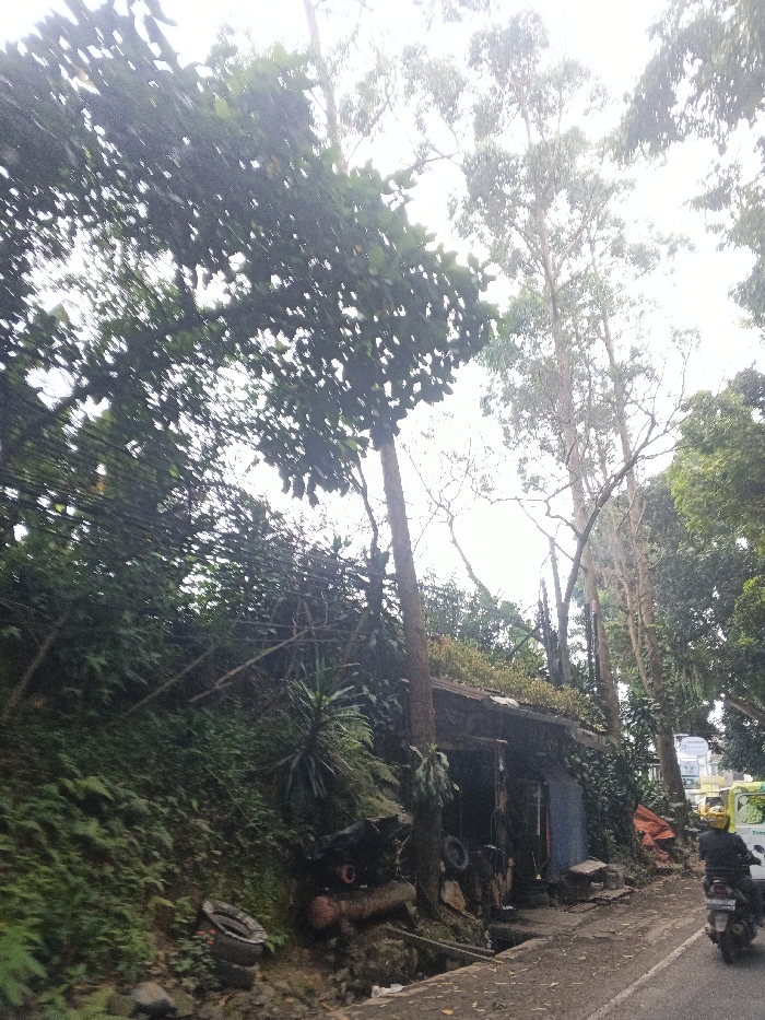 The image depicts a roadside scene in Đăk Mar, Vietnam, under an overcast sky. A paved asphalt road occupies the lower right, with a broken concrete shoulder and a drainage ditch running parallel to it. On the left, a steep, densely vegetated bank rises, covered in ferns and various plants. Clustered power lines are visible intertwined within the foliage on the upper left.
Mid-ground, to the left of the road, stands a dilapidated, single-story structure, possibly a workshop or storage shed. Its roof is heavily overgrown with vegetation, and the exterior walls, partially obscured, appear to be of various materials, including a visible blue door or panel. Several discarded items, including vehicle tires and what appears to be rusty machinery parts, are strewn around the base of the structure. A prominent tree trunk rises directly in front of and partially through the structure, its roots visible.
To the right of the structure, further along the road, a single individual wearing a dark jacket and a yellow helmet is operating a black scooter, traveling away from the viewer. Behind the scooter, the front portion of a yellow truck or van is partially visible. Tall, slender trees with sparse foliage dominate the upper background against the bright, featureless sky, indicating a dense canopy beyond the immediate roadside.