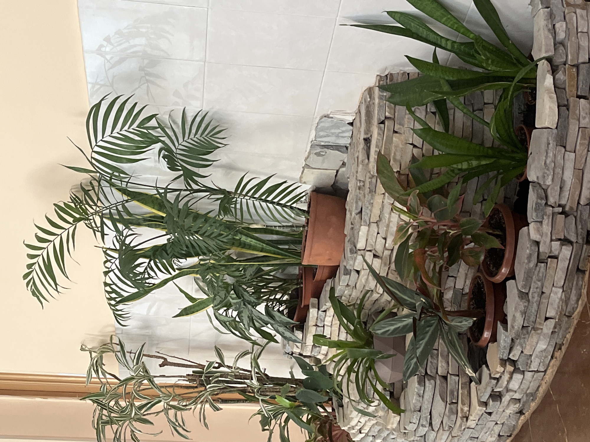 The image depicts a collection of potted plants arranged in front of a tiled wall. The plants include a palm, snake plant, spider plant, and several smaller leafy plants. The pots are a mix of terracotta and other materials, nestled in a stone-like structure. The environment suggests an indoor setting. The location in Saint Petersburg, Russia is not discernible from the image.