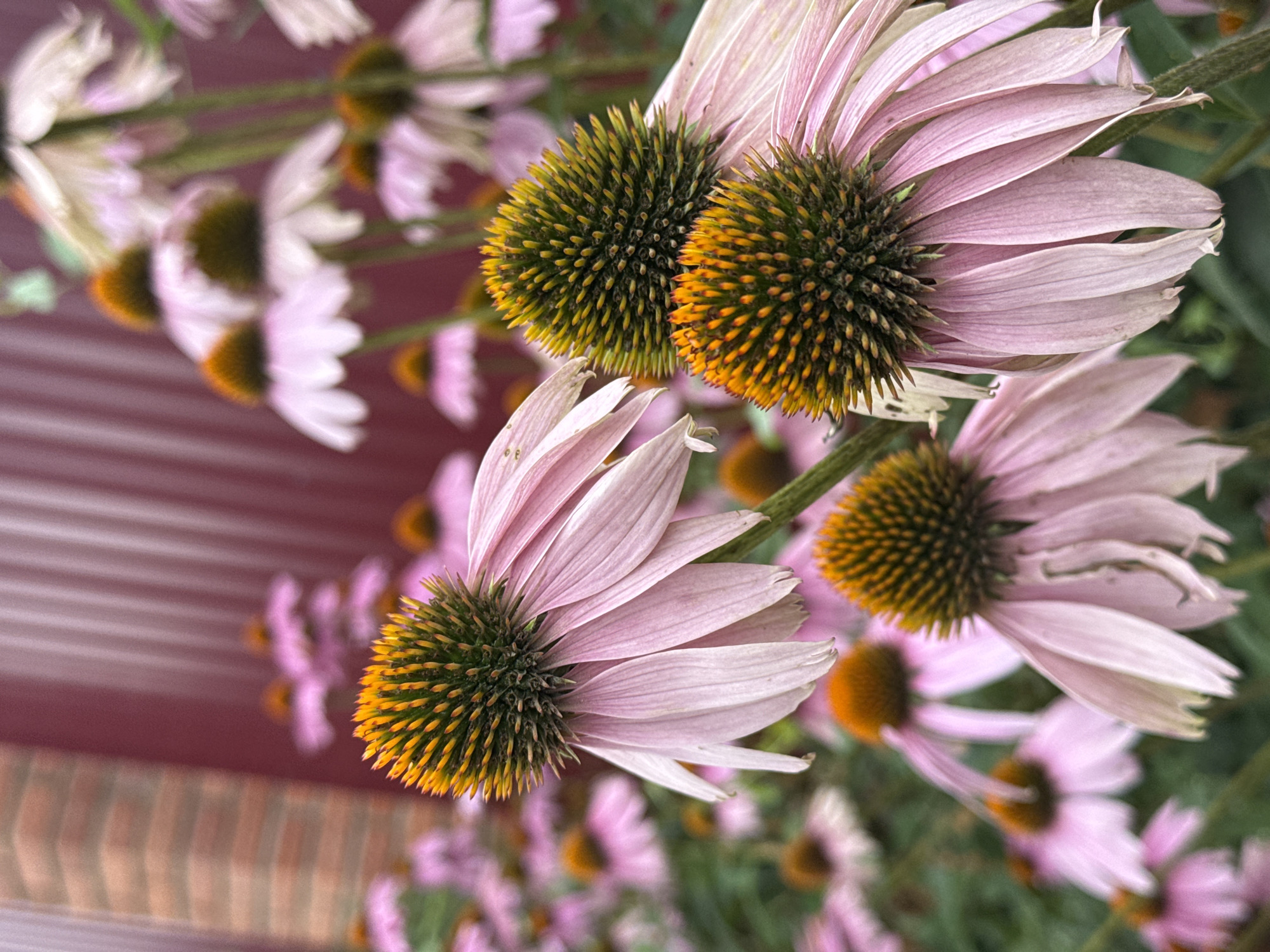 A close-up, eye-level shot captures a cluster of Echinacea flowers, commonly known as coneflowers. The coneflowers are in bloom, displaying their distinctive spiky, dark green and yellow centers and delicate, pale pink petals that droop downwards. In the foreground, one flower is sharply in focus, its petals detailed and textured. Behind it, other coneflowers are blurred, creating a depth-of-field effect that softens the background. The backdrop consists of a muted, reddish-pink surface with vertical lines, possibly a wall or fence, and hints of green foliage. The lighting is natural and diffused, suggesting an outdoor setting. The image is devoid of any human presence, animals, or vehicles.