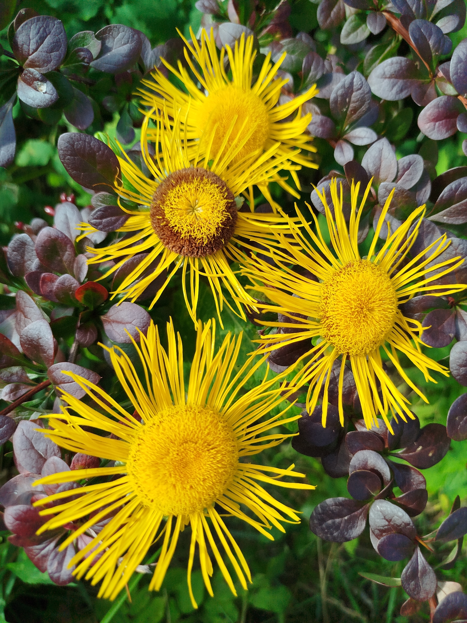 Three bright yellow, daisy-like flowers with spiky petals are arranged in the center of the image, surrounded by dark purple leaves and green foliage. The flowers have brown centers, and their petals radiate outwards. The leaves are small and oval-shaped, with some appearing to have water droplets on them. The background is a blur of green, suggesting an outdoor setting. The image is a close-up shot, focusing on the details of the flowers and leaves. The location is Чкаловское Снт, Russia.