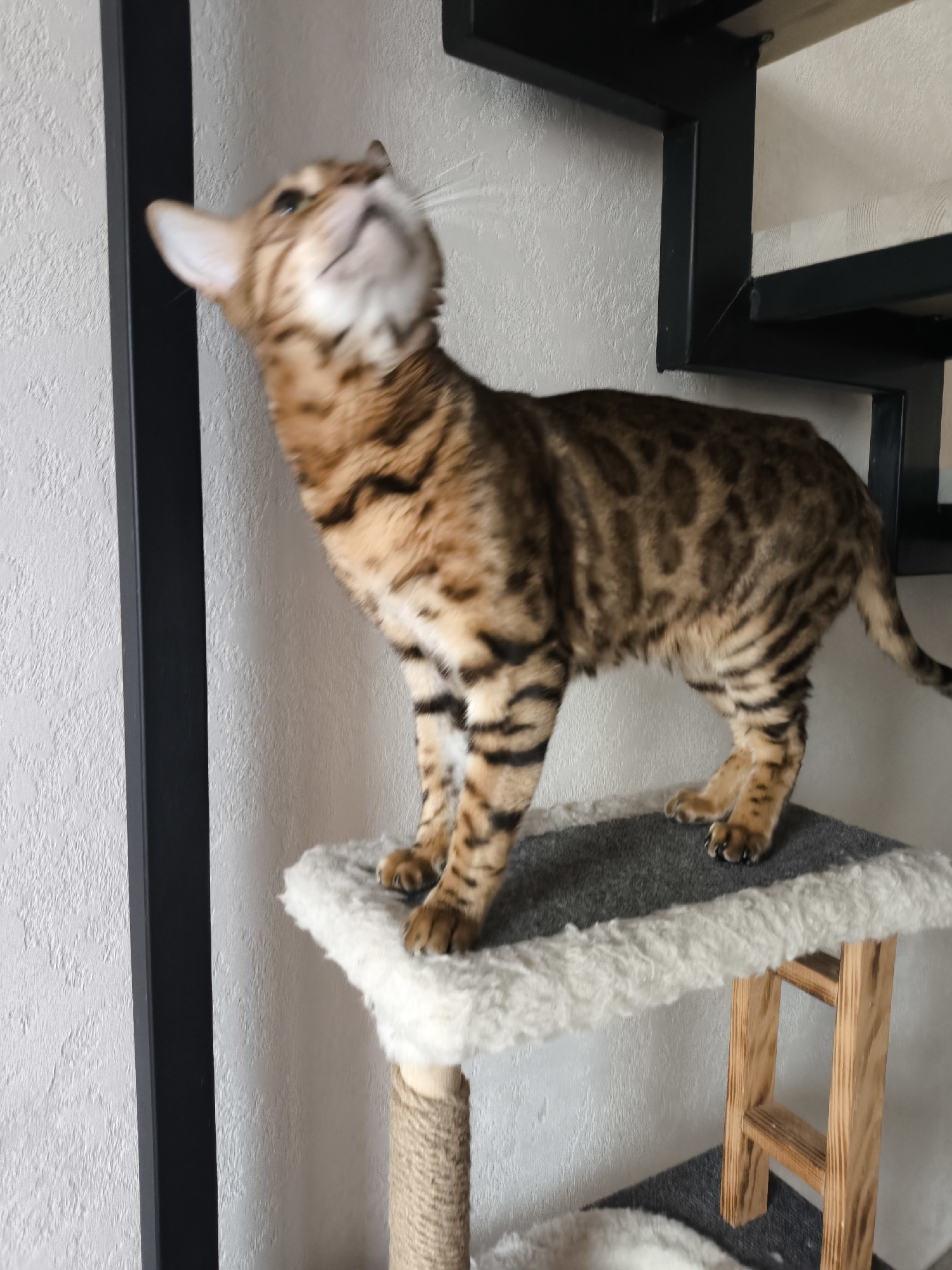 In the city of Unknown, Unknown, an indoor scene displays a brown and black spotted Bengal cat standing upright on a grey carpeted platform of a multi-level cat tree. The cat's head is tilted sharply upwards and slightly to its left, with its mouth slightly agape, as it intently gazes at an unseen object above. Its ears are perked forward, and several white whiskers are visible. The cat's fur exhibits distinct rosette patterns on its body and stripes on its legs and tail, which extends to the right out of frame. The platform is trimmed with white, fluffy material. Below the platform, a segment of a rope-wrapped scratching post and a light wooden support structure are visible. The background consists of a light-colored, textured wall. To the left and upper right of the cat, a prominent black metal structure, consistent with modern staircase framing or shelving, is mounted against the wall. The scene is illuminated by ambient light.
