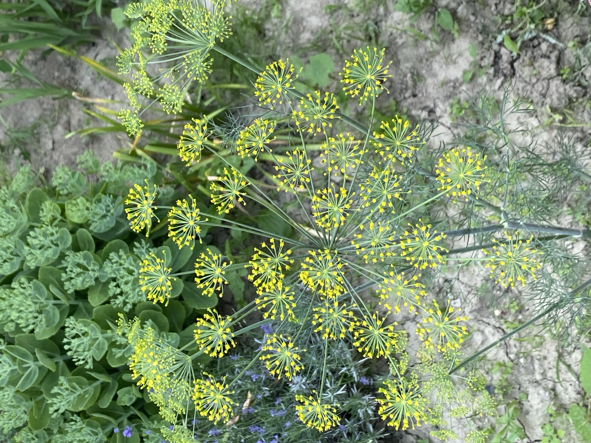 This image is a close-up, overhead view of dill flowers and foliage in a garden setting. The primary subjects are the delicate, umbrella-shaped yellow flower clusters of the dill plant. These clusters are composed of many tiny yellow blossoms radiating from a central point. The feathery green dill foliage is also prominent, interwoven with the flowers.
To the left of the dill, there is a dense cluster of a different plant with light green, succulent-like leaves. In the background and interspersed between the dill flowers are touches of delicate purple flowers, possibly lavender, and the dry, cracked earth of the garden bed. The overall scene suggests a garden in bloom during a temperate season.
There is no discernible activity or event taking place; the image captures a still moment of the plants in their natural environment. The lighting appears to be natural daylight, suggesting it was taken outdoors. The focus is sharp on the dill flowers and foliage, with the background slightly softer, emphasizing the botanical details. No text is visible in the image.