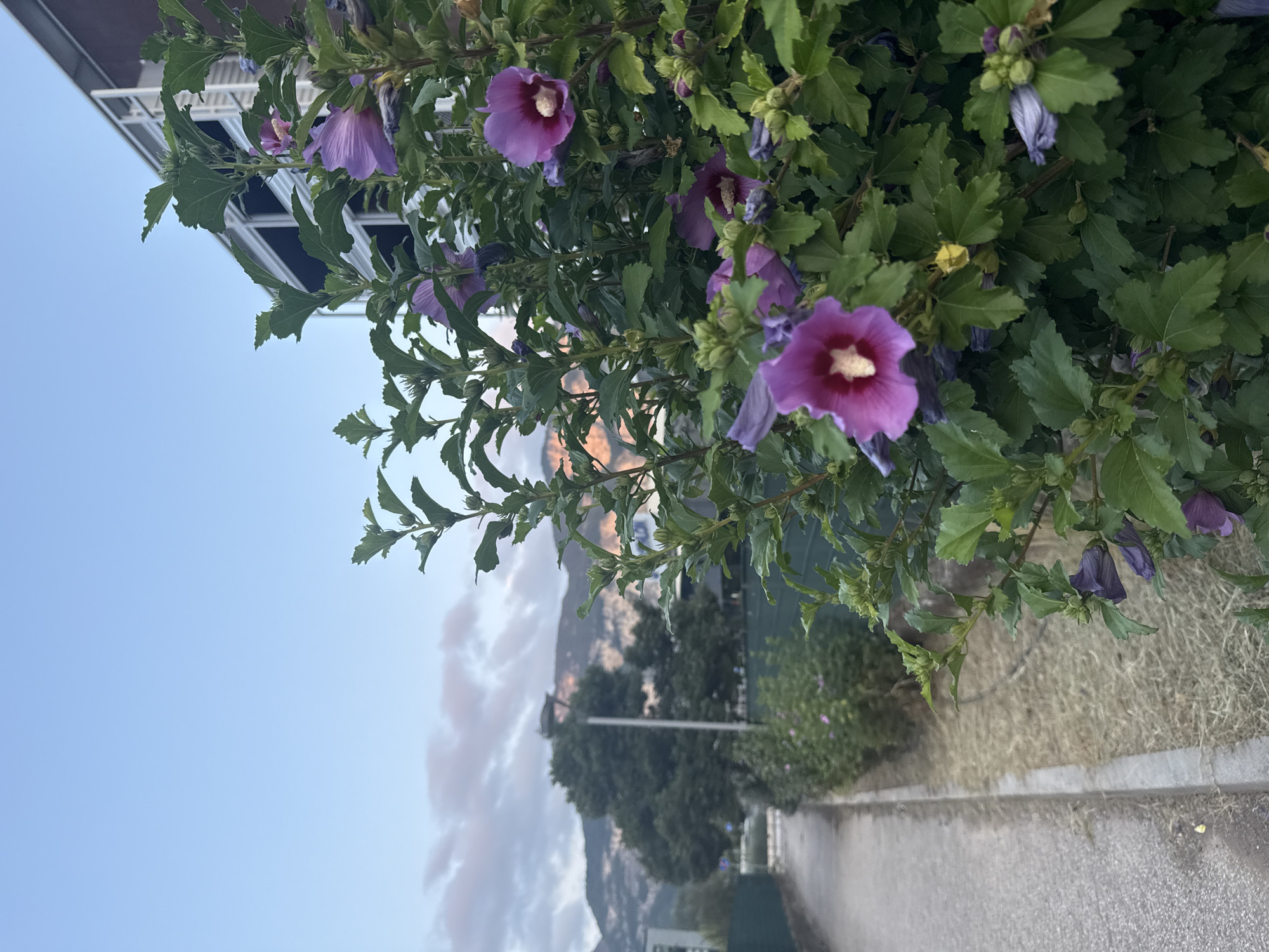 This image depicts an outdoor scene in Trento, Italy, at dusk. The foreground features a bush with vibrant purple hibiscus flowers in bloom, alongside green leaves and some closed buds. The flowers are detailed with a light-colored center. To the left of the bush, a paved pathway runs diagonally into the background, bordered by dry, yellowish grass and a low green fence. In the middle ground, a tall street lamp stands next to a dense, dark green tree. Beyond the tree, a mountain range with visible slopes and some trees can be seen, bathed in the soft light of the setting sun. A modern building with white louvers and dark panels is visible in the upper right corner, partially obscured by the foliage. The sky above is a clear, pale blue, with a few soft, pinkish clouds near the horizon. The overall atmosphere is serene, with natural elements of flora and mountains complemented by urban structures and infrastructure.