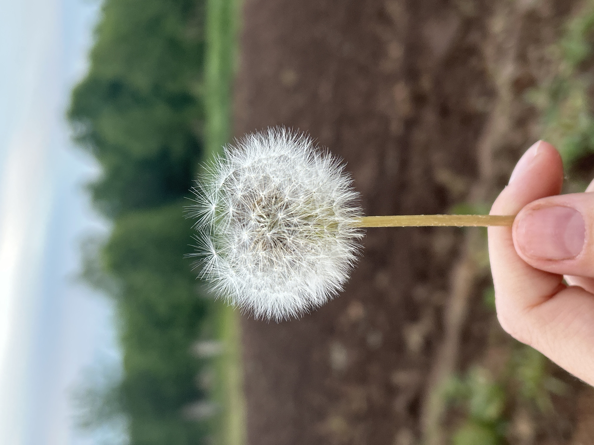 A close-up, slightly blurry, outdoor shot depicts a hand holding a dandelion clock against a blurred background. The dandelion head is almost perfectly round, filled with white seed parachutes. A slender green stem connects it to the hand. The hand, presumably female, is fair-skinned and holds the stem near its tip. In the background, a blurred landscape features a mix of green foliage (possibly trees or bushes) and brown soil, suggesting a field or rural area. The environment may be in Фоки, Russia, but that cannot be proven based on the contents of the image. No actions or interactions are apparent beyond the act of holding the dandelion.