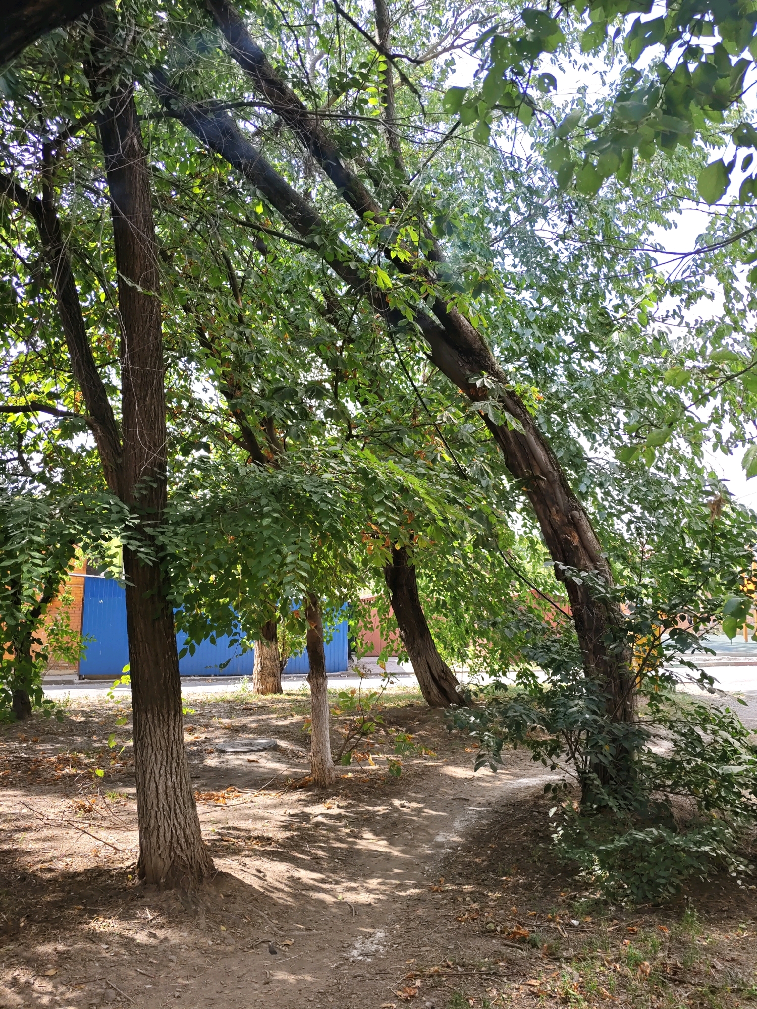 The image depicts a shaded outdoor scene with mature trees and dense green foliage, suggesting a park or a tree-lined street. The ground is covered with dirt and scattered dry leaves. In the background, a bright blue fence or wall is visible, likely part of a building or structure. The lighting indicates it is daytime, with dappled sunlight filtering through the leaves, creating shadows on the ground. The scene has a natural, somewhat unkempt appearance. The presence of a blue fence and the type of vegetation suggest an urban or suburban setting, possibly in Rostov-on-Don, Russia, given the context provided.