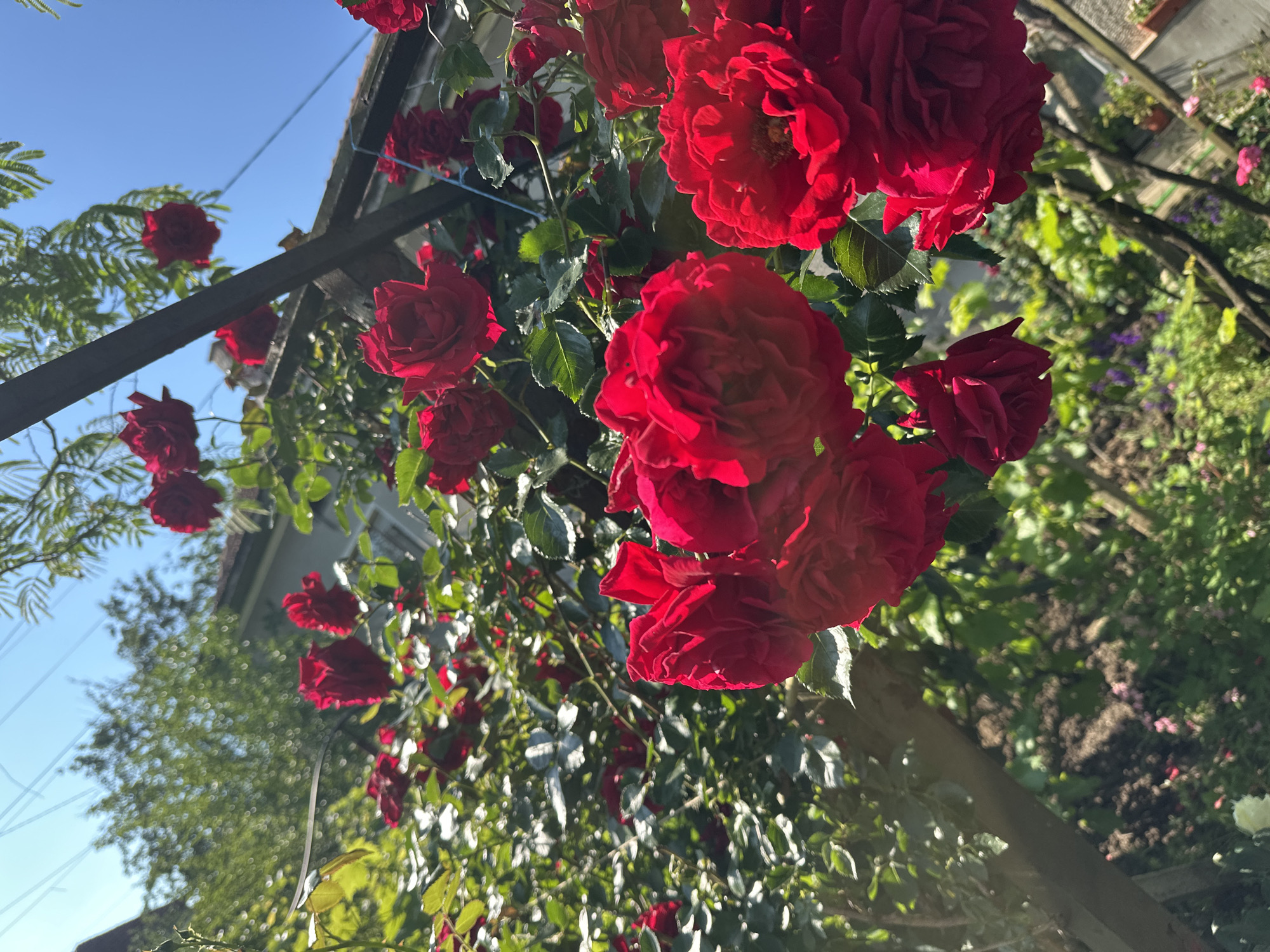 This vibrant photograph, taken in Rogozen, Bulgaria, captures a lush display of red roses blooming profusely in an outdoor garden setting. The image is angled upwards, highlighting numerous deep red roses, many in full bloom, clustered together and vividly illuminated by direct sunlight. The rich, velvety petals of the roses show intricate details, with highlights and shadows adding depth and texture to their vibrant color.
The roses appear to be growing on or overhanging from a dark wooden structure, possibly an arbor or pergola, which diagonally crosses the frame. Abundant green foliage from the rose bushes and other plants provides a verdant backdrop. In the upper left, a clear, bright blue sky indicates a sunny day, with the quality of light suggesting it is either morning or late afternoon.
The background, softly blurred, reveals further elements of the garden, including more green bushes, patches of soil, and a faint white flower towards the bottom right. Some utility lines are also visible against the sky. The shallow depth of field keeps the prominent red roses in sharp focus, while the surroundings softly recede. No specific activity is depicted; the scene is a celebration of natural beauty. There is no visible text within the image.