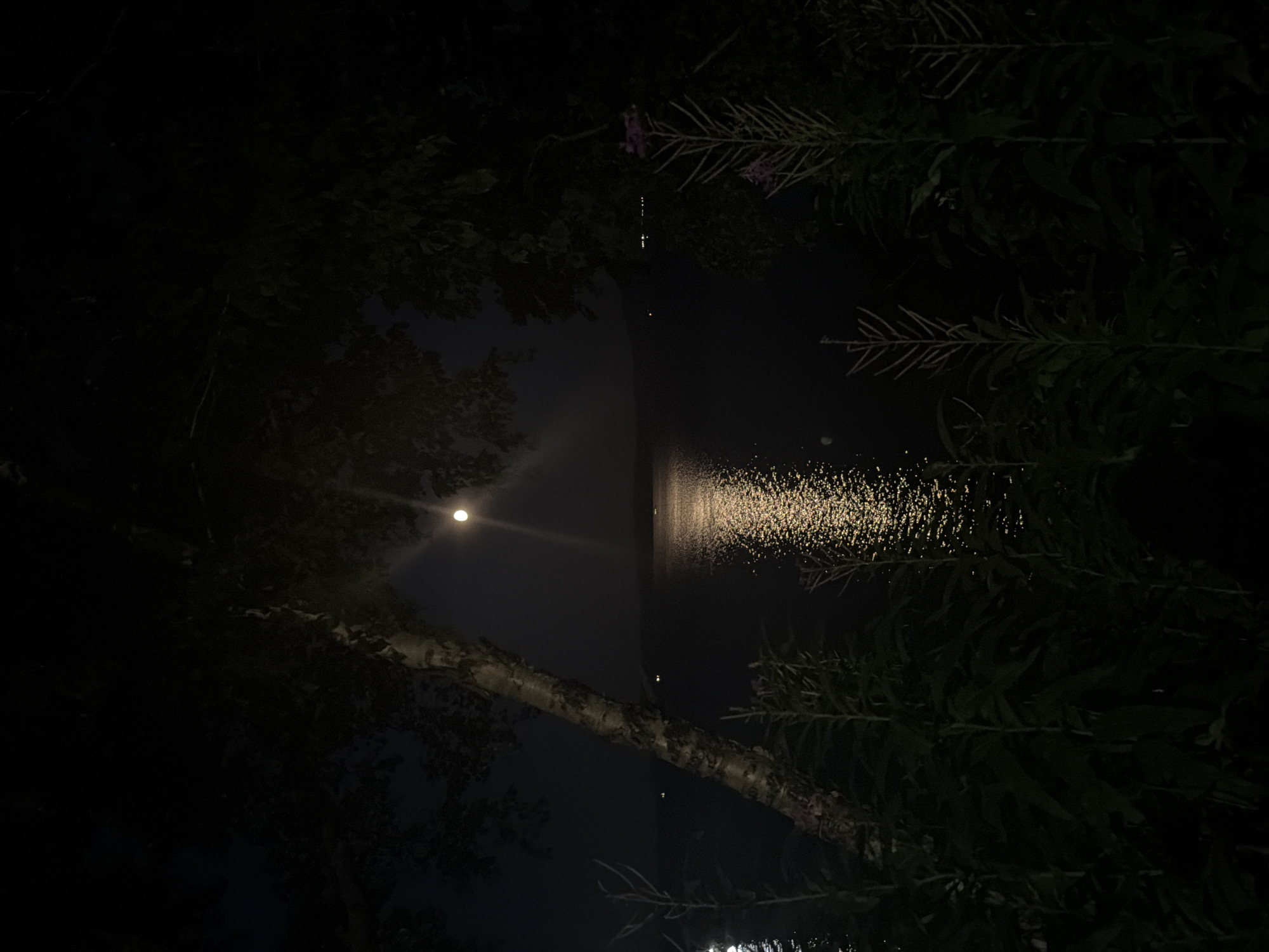 The image depicts a nighttime scene overlooking a body of water, likely a lake or sea, under a moonlit sky. The moon is visible in the upper center of the image, casting a bright reflection on the water's surface. The foreground is occupied by dark, silhouetted foliage and tall plants, some with visible purple flowers. A tree trunk with textured bark stands prominently in the left half of the frame, angled towards the water. The water stretches to the horizon, where faint lights can be seen, suggesting distant human habitation or structures. The overall atmosphere is serene and natural, characteristic of a rural or wilderness setting. There are no people or discernible animals present in the image. The location is specified as Petropavlovsk-Kamchatsky, Russia.