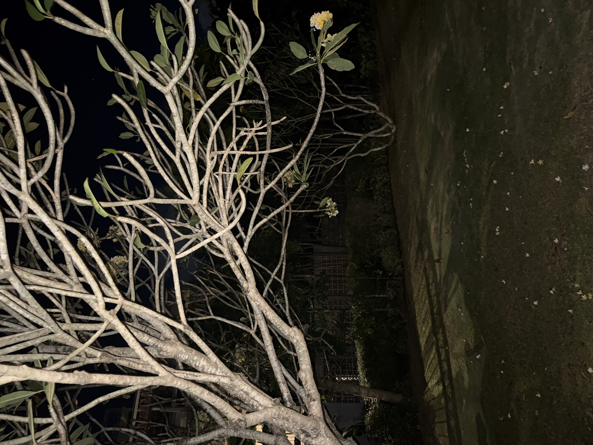 The image, taken at night in Kuta Selatan, Indonesia, depicts a large tree, likely a Frangipani (Plumeria), illuminated against a deep dark background. The tree's thick, gnarled branches, with light grey-tan bark, dominate the left and center of the frame, extending upwards and across. Many branches are bare, creating a complex, intricate pattern, while others feature scattered dark green leaves. Small clusters of light-yellow flowers are visible, predominantly towards the upper right of the tree. The tree's branches are sharply lit, contrasting strongly with the dark night sky behind them and the dark, shadowy foliage in the deeper background.
To the right of the tree, a dark grassy area stretches, appearing slightly uneven and featuring a few lighter specks, possibly fallen petals or small reflections. Faint shadows are cast across this ground. In the distant background, barely discernible through the darkness and dense foliage, are hints of dark structures or fences. The overall scene is static, with no people or animals visible, conveying a serene yet dramatic ambiance under the artificial nighttime illumination. No visible text is present in the image.