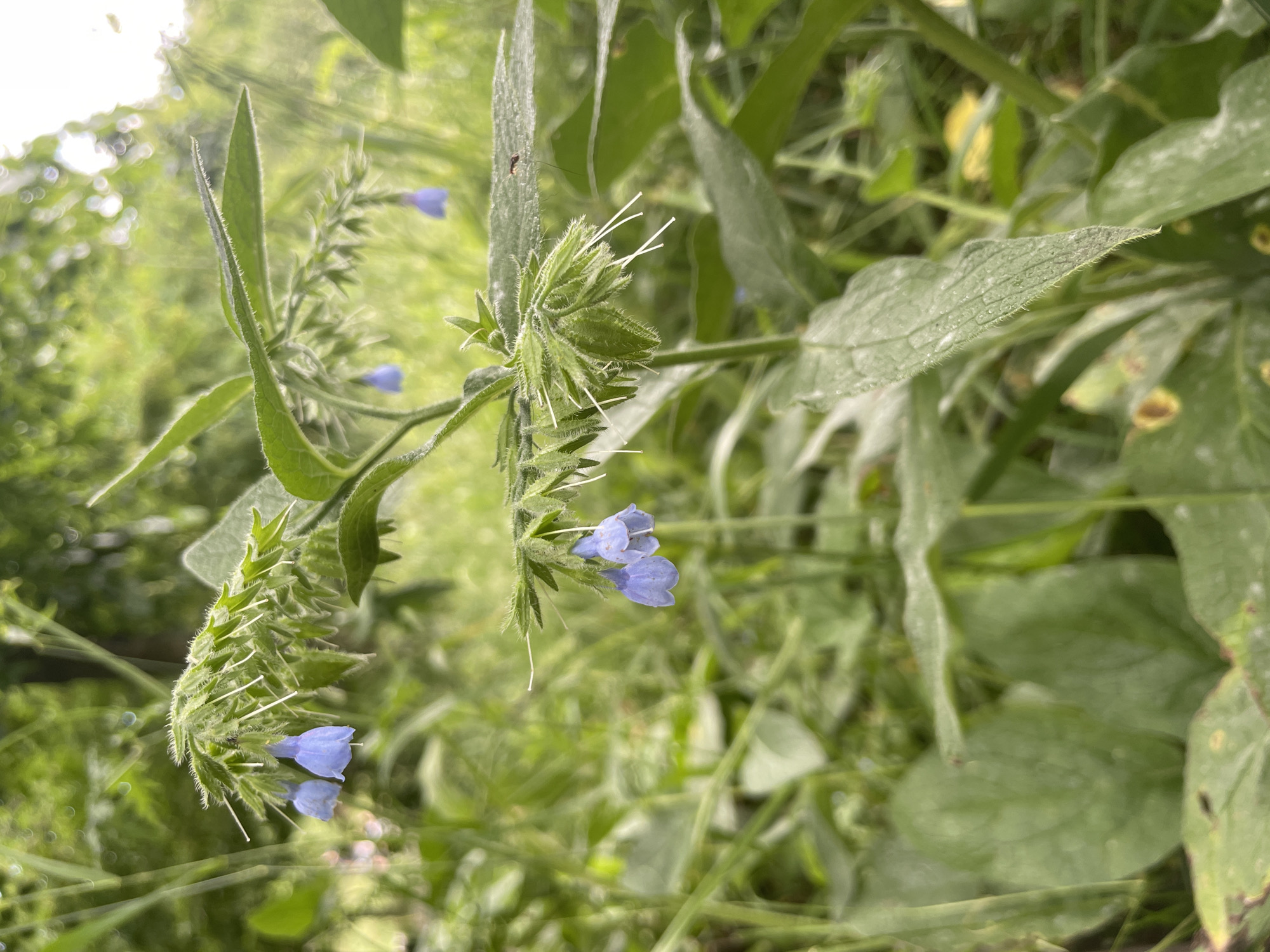 The image displays a close-up, eye-level shot of a plant with distinctive blue, bell-shaped flowers and fuzzy green leaves. The plant is positioned in the foreground, with other greenery and dappled sunlight in the background, suggesting an outdoor, natural setting. The focus is sharp on the plant and its blossoms, while the background is softly blurred. The scene appears to be located in an area with abundant vegetation, consistent with a park or natural landscape. There are no people or animals visible in the image, and no actions or interactions are depicted. The overall impression is of a detailed botanical study of a flowering plant in its natural habitat.