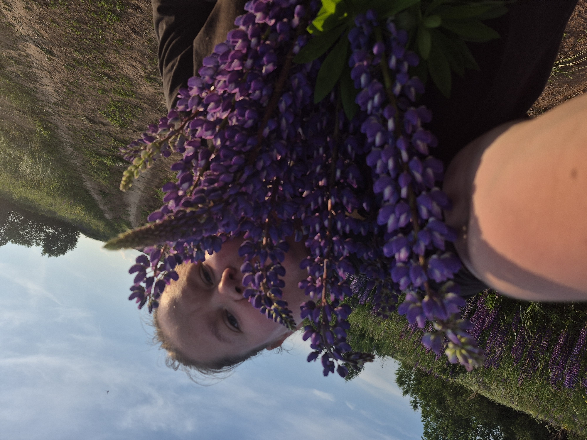This is a slightly tilted, close-up selfie of a young person holding a large bouquet of purple lupine flowers. The person's face is partially obscured by the flowers, and they are looking towards the camera with a neutral expression. Their skin appears pale, and they have light-colored hair. They are wearing a dark-colored top.
The background suggests an outdoor setting, likely a field of lupine flowers, as indicated by the dense purple blooms visible on the right side of the frame. The ground appears to be dry and earthy, with some patches of grass. Trees are visible in the distance, and the sky is a clear blue with wispy white clouds. The lighting suggests it is daytime, possibly late afternoon or early evening, given the warm tone of the light.
The image is shot from a low angle, with the sky occupying a significant portion of the upper left quadrant. The orientation of the image is slightly off, with the horizon line not perfectly horizontal. The overall impression is one of a casual moment captured during a walk in nature, surrounded by blooming flowers. There is no visible text in the image.