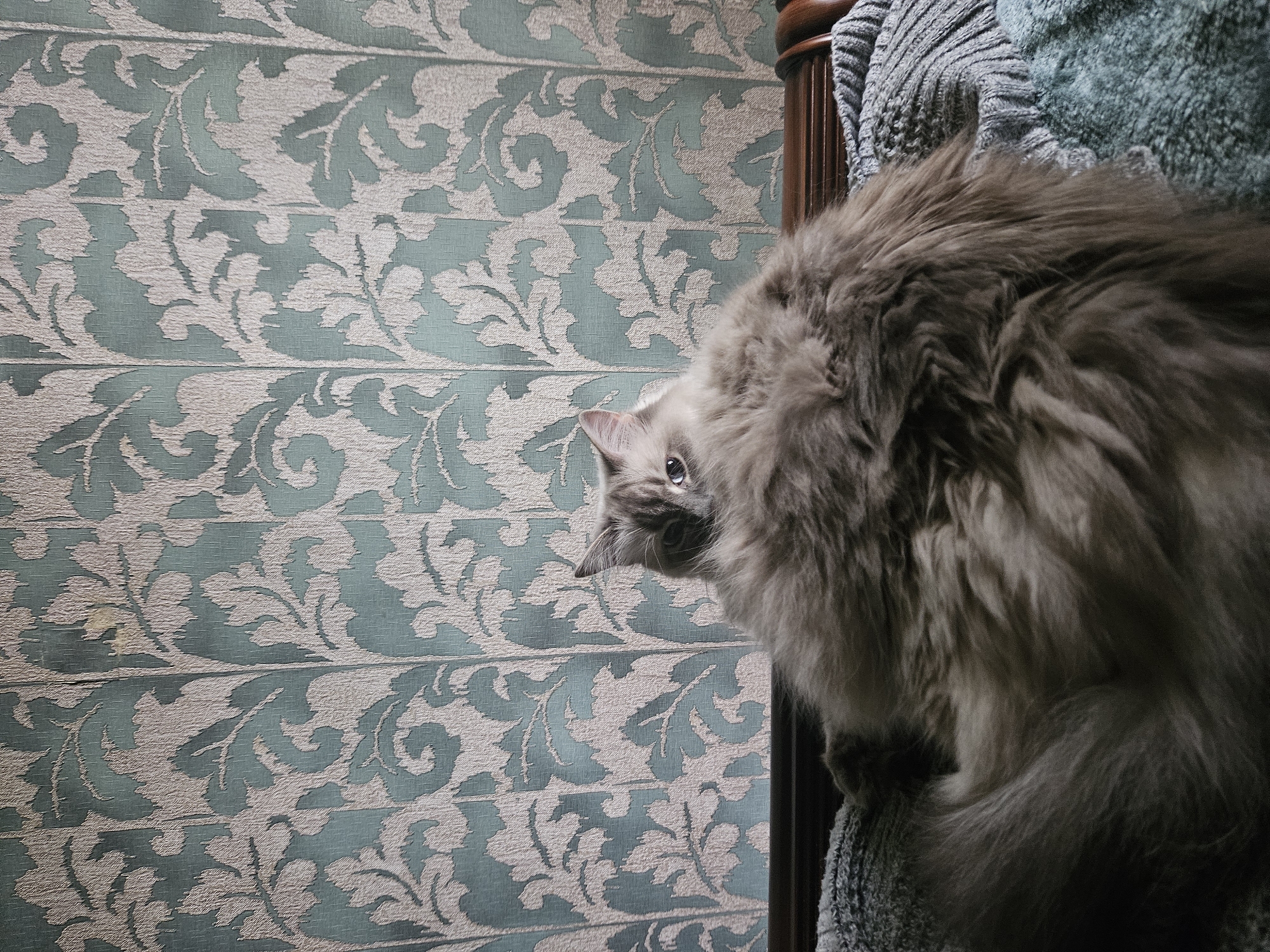 A fluffy grey cat is partially visible, reclining on a knitted blanket and a textured teal blanket, with its head peeking out from its voluminous fur. The cat is positioned in the foreground, against a backdrop of pale blue and cream damask wallpaper. The scene appears to be indoors, likely a domestic setting. The specific location in the city of Veliky Novgorod, Russia, cannot be determined from the visual information provided in the image.