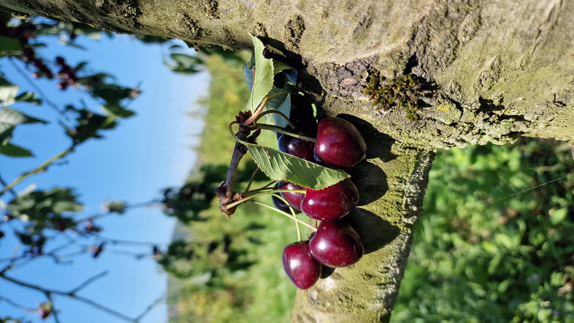 A close-up, low-angle, vertical shot showcases a cluster of ripe, dark red cherries hanging from a branch. The cherries are glistening, with smooth, taut skins. They are supported by thin, green stems and a brown twig, accompanied by a few green leaves. The branch itself is rough, textured, and covered in patches of green moss. In the background, out-of-focus, is a vibrant green landscape of foliage and a clear blue sky. The image appears to be taken outdoors, likely in an orchard or a park setting in Detmold, Germany, given the natural, sun-drenched environment and the presence of fruit-bearing trees. There are no people or animals visible in the frame. The lighting suggests a sunny day, casting gentle shadows on the cherries and the tree bark.