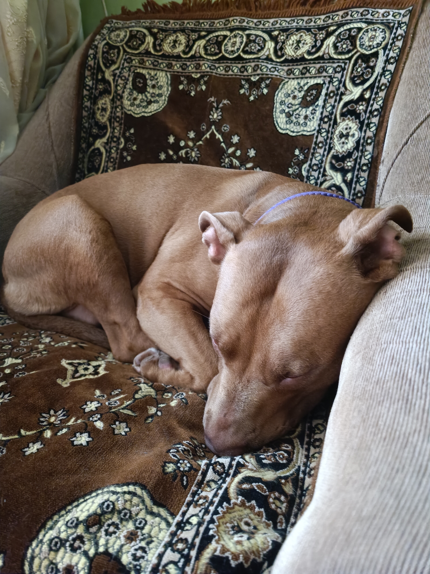 A medium shot shows a brown dog sleeping curled up on a couch. The dog is on its side, facing left, with its head resting on the armrest of the couch. The couch is covered in a brown and tan patterned fabric. The dog has a purple collar around its neck. The background is out of focus, but appears to be a light-colored curtain. The scene is indoors.