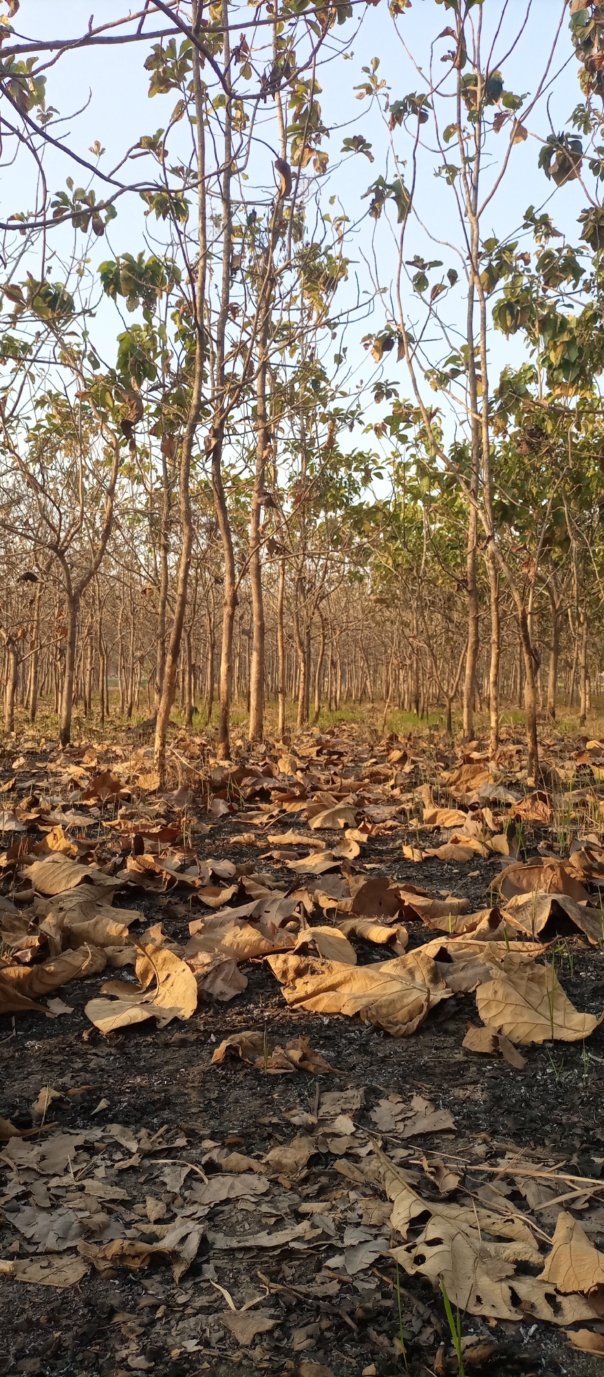 The image depicts a forest floor covered in a thick layer of fallen leaves, predominantly dry and brown. The ground is dark and appears to be soil or ash. Numerous slender trees with bare or sparsely leafed branches rise from the ground, forming a dense forest in the background. The lighting suggests it is either early morning or late afternoon, with sunlight filtering through the trees, casting shadows and highlighting the texture of the leaves. The sky above is a clear, light blue. The scene appears to be a natural environment, potentially a forest or a wooded area within or on the outskirts of Kedewan, Indonesia, given the context provided. There are no people or animals visible in the image. The overall impression is one of a tranquil, somewhat somber natural landscape during a dry season.