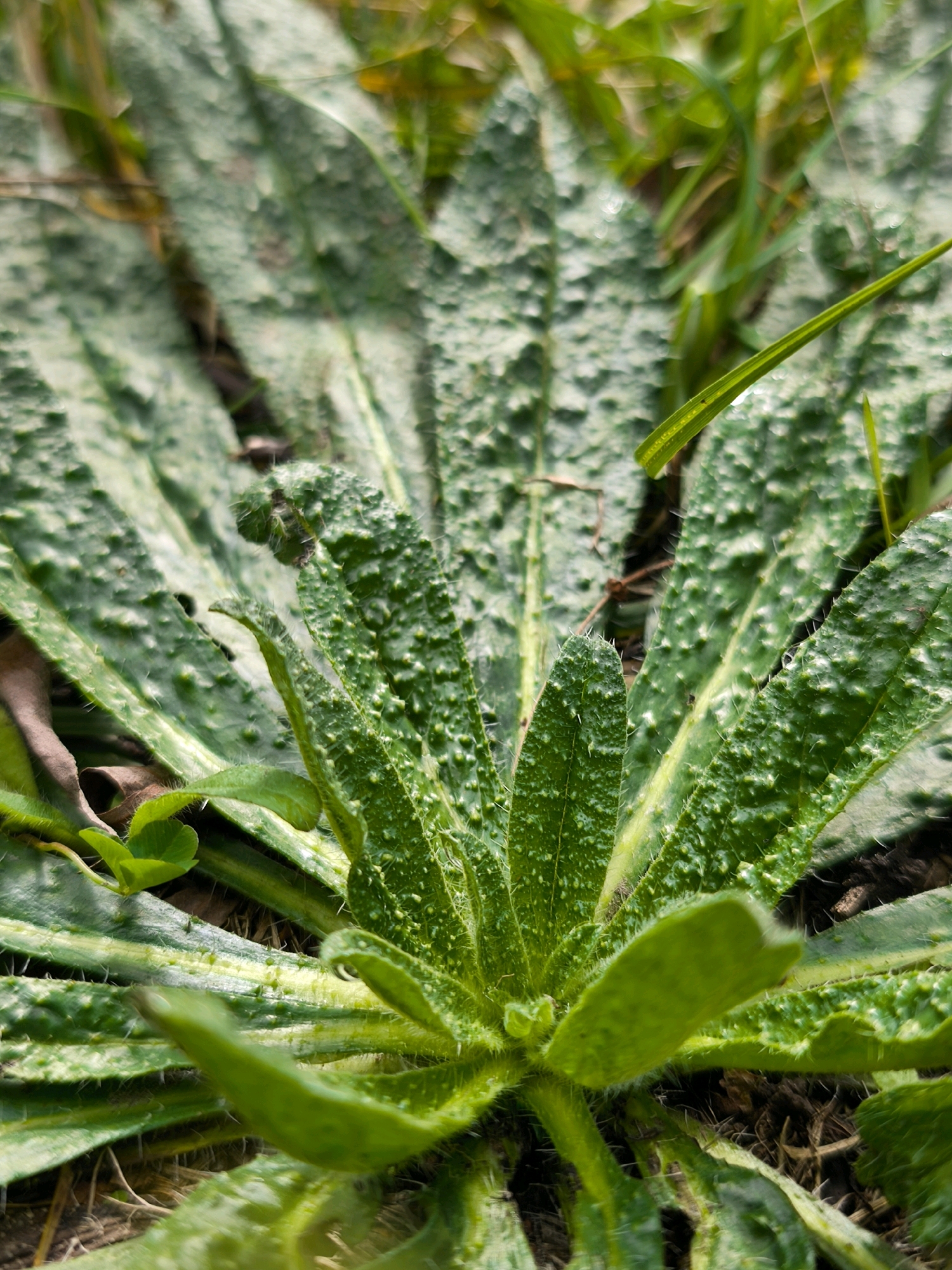 A close-up, ground-level shot captures the textured green leaves of a plant, possibly a weed, growing in an urban environment. The leaves are elongated and ribbed, with numerous small, raised bumps, giving them a rough appearance. Some leaves are covered in tiny hairs. The plant appears to be growing in soil with some dried organic matter and blades of grass interspersed. The lighting suggests it is daytime, with a natural, slightly diffused light source. The image focuses on the intricate details of the plant's foliage. The location is specified as Mahilyow, Belarus.