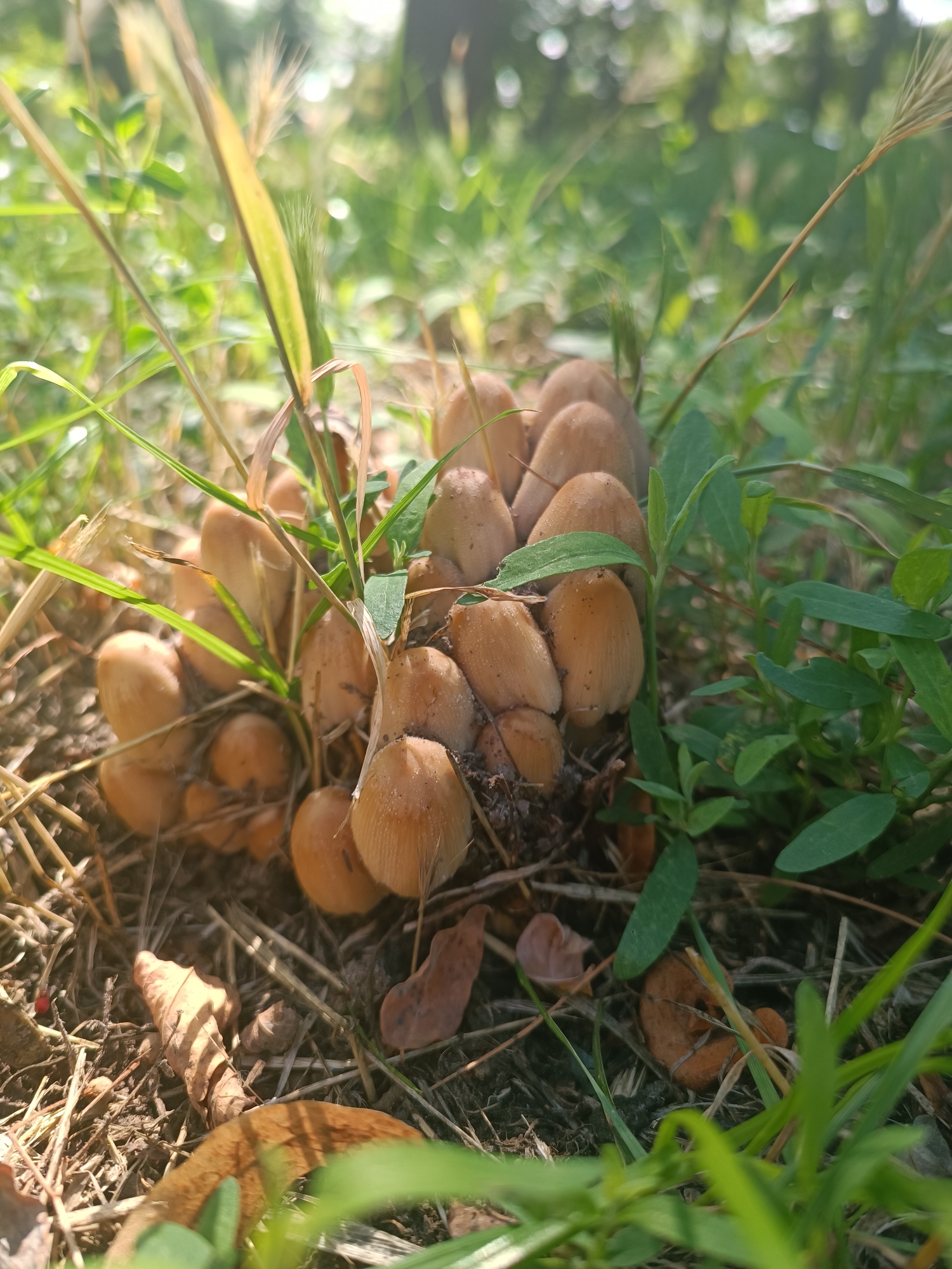 In Zaporizhzhia, Ukraine, a cluster of small, brown mushrooms grows among dry grass and green foliage. The mushrooms are tightly packed together, with conical caps and visible stems. The surrounding environment is dappled with sunlight, suggesting an outdoor setting, possibly a park or woodland area. The ground is covered with dry leaves and straw. The focus is on the mushrooms and the immediate natural surroundings.