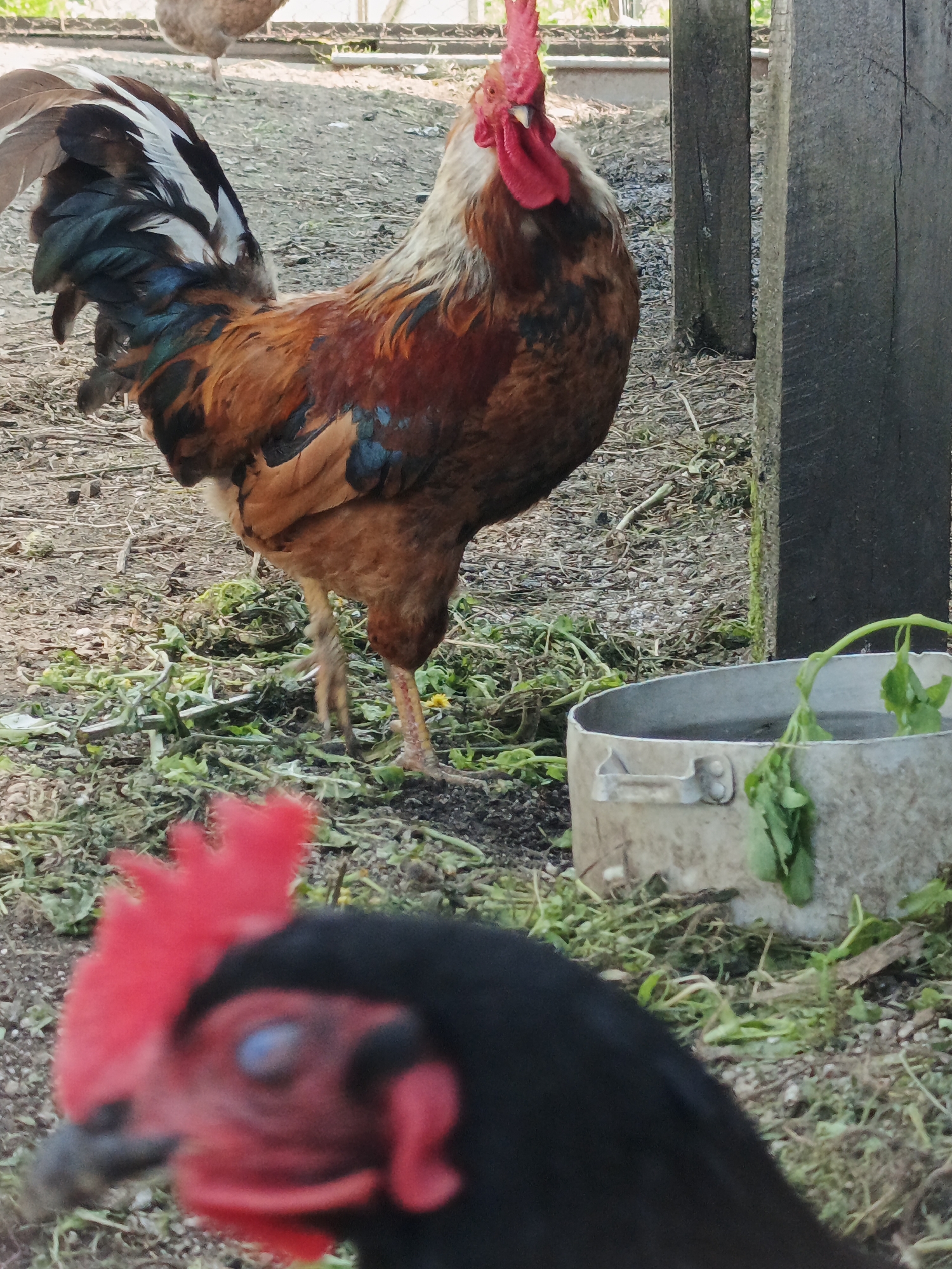 A rooster with reddish-brown and black feathers, a white neck, and a red comb stands in a yard. In the foreground, the head of another chicken, with black feathers and a red comb, is blurred and out of focus. A metal bucket with water and some green leaves is visible to the right of the rooster. The ground is covered with dirt, dry leaves, and sparse green vegetation. In the background, another chicken is visible, as well as a fence and wooden structures. This scene is located in the village of Medvedyovka, Russia.