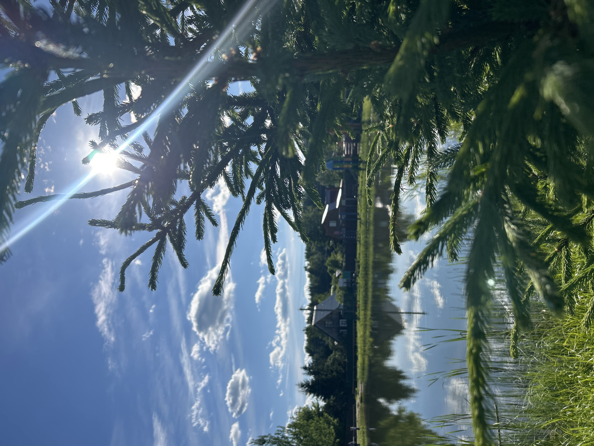 In the city of Слава Снт, Russia, a bright sun shines through the branches of a coniferous tree in the foreground, casting lens flares across the sky. The sky is a vivid blue with scattered white clouds. In the background, a calm body of water reflects the sky and the surrounding environment. On the far bank of the water, there are several houses and dense green trees. The ground along the water's edge is covered in lush green grass and reeds.