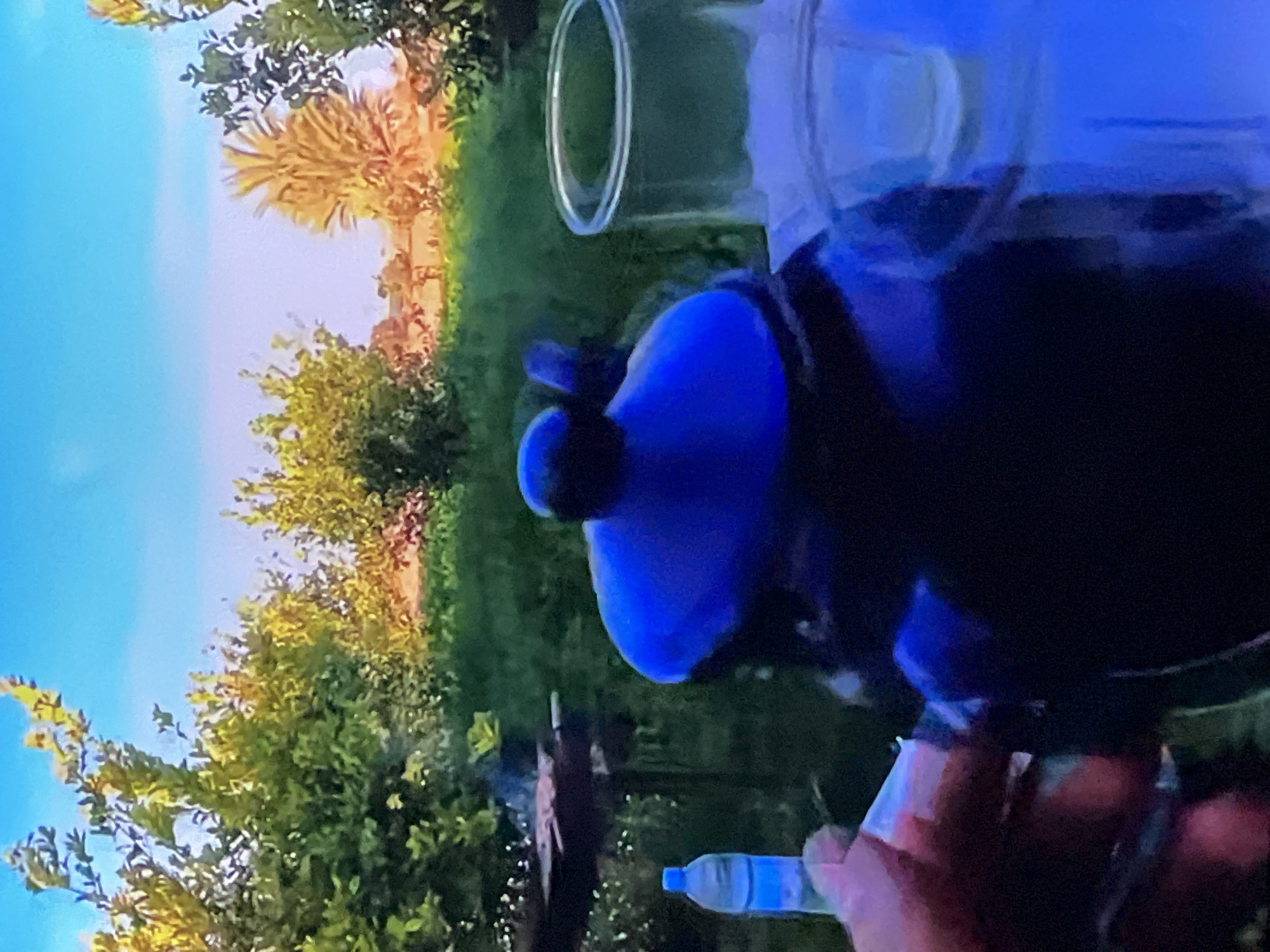 The image shows a close-up view of a dark blue teapot with a lid. To the left of the teapot is a partially visible plastic water bottle. To the right of the teapot is a clear glass. In the background, there is lush green foliage and a bright blue sky. The scene appears to be outdoors, possibly in a garden or park setting. There is no visible indication that this location is in Casablanca, Morocco.