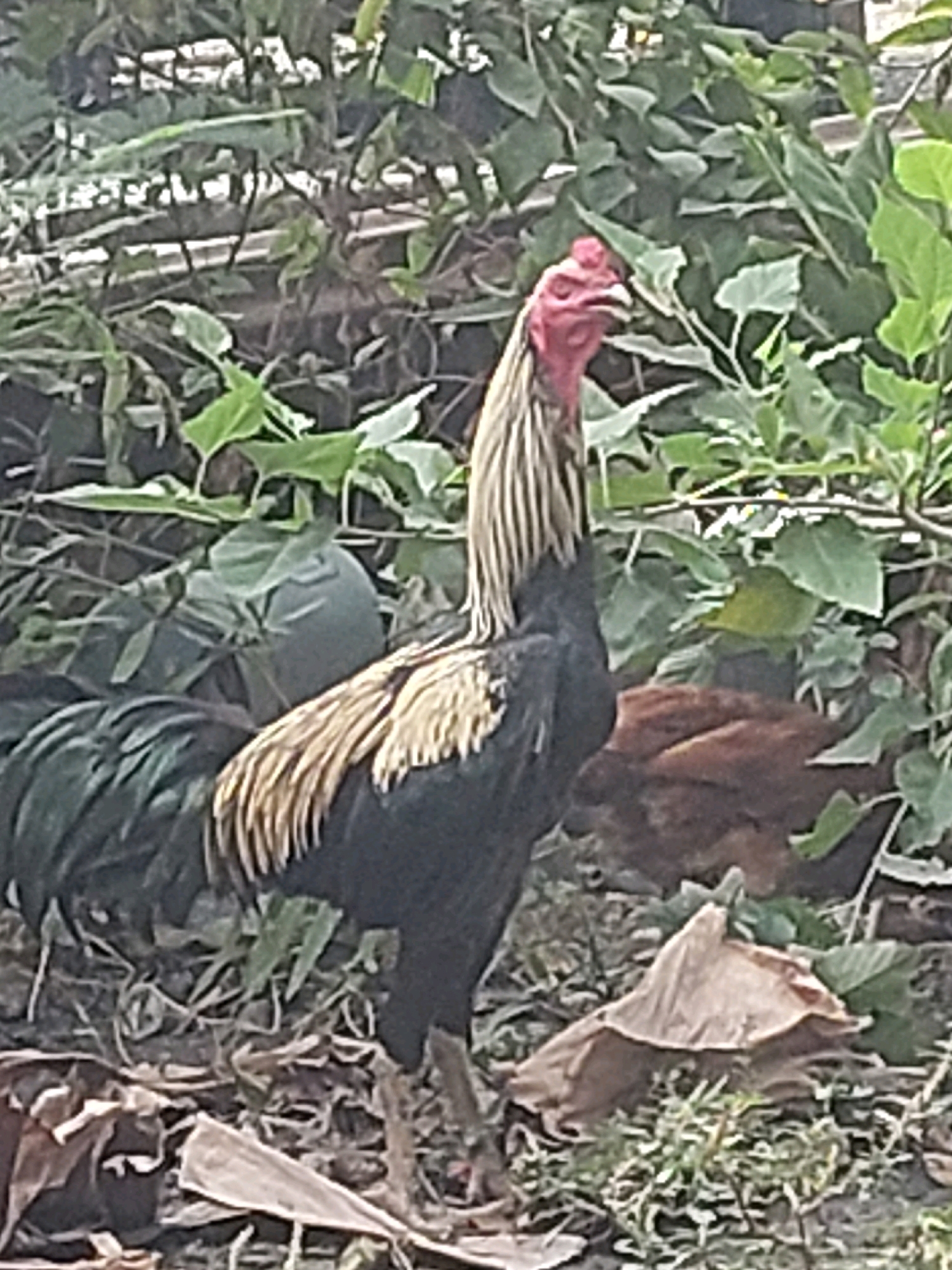 A rooster stands in front of dense foliage. The rooster is black with a red comb and wattle, and has golden and white striped neck feathers. Its tail feathers are dark green. In the background, a brown chicken is partially visible. The ground is covered with dry leaves and green vegetation. The scene appears to be outdoors, possibly in a rural area or a park, with a natural setting that is consistent with the environment found in Sarangan, Indonesia.