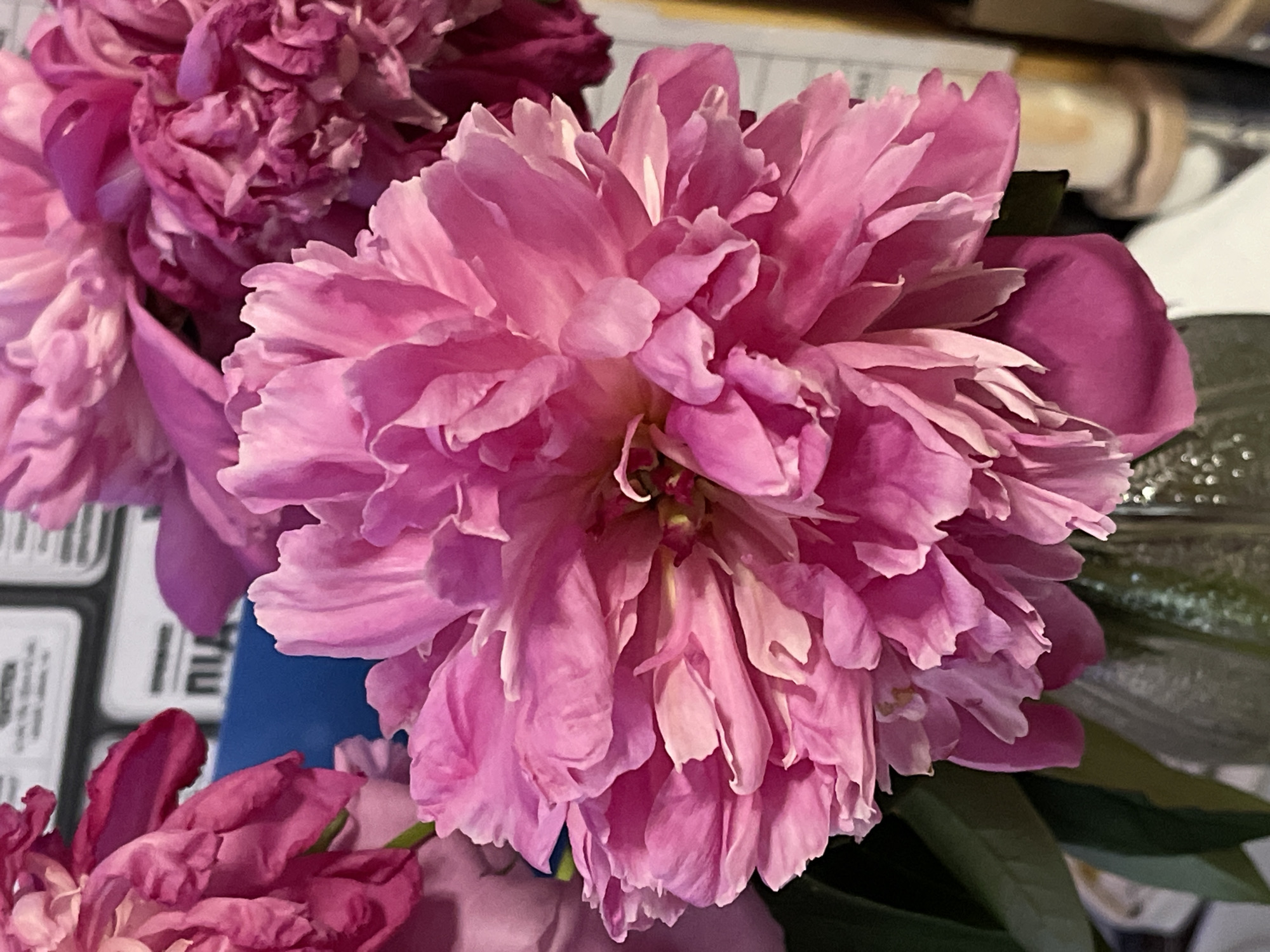 This is a close-up, overhead shot of several pink peonies. The primary subject is a large, fully bloomed peony in the center of the frame, showcasing its many delicate petals. To the left and bottom, other peonies, some less open, are visible. The flowers appear to be indoors, possibly as a floral arrangement, with a blue object, possibly a vase, visible behind the central bloom. Other background elements are blurred and indistinct, but suggest a home or indoor setting. The lighting is soft and even, suggesting it could be daytime or indoor lighting. There are no people visible in the image. There is some text visible on a white object in the background, partially obscured by the flowers, which appears to be some form of label or packaging. The text is too blurry to be read. The overall impression is of a close-up study of the beauty and texture of these flowers. The image has a shallow depth of field, drawing attention to the intricate details of the central peony.