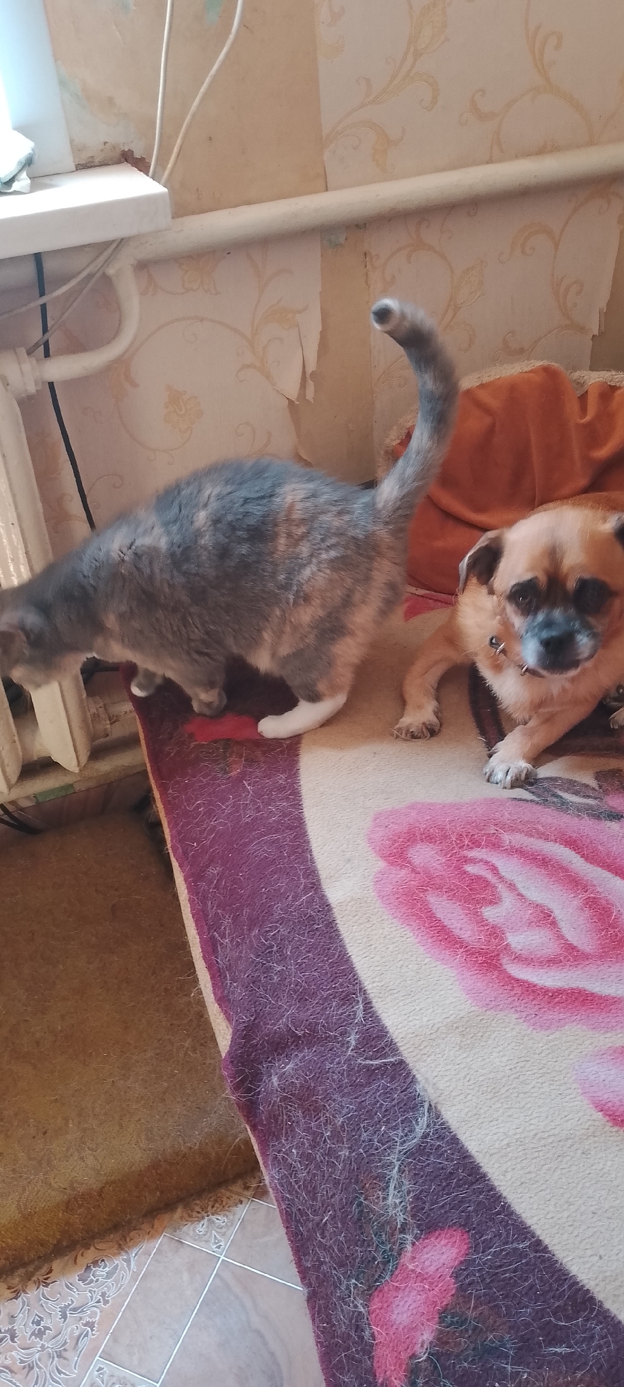 A calico cat with gray, white, and reddish-brown markings is looking down to the left, positioned on a patterned blanket. Next to the cat, to its right, is a small, tan dog with a dark snout and a spiked collar. The dog is lying down and looking towards the camera. They are situated on what appears to be a bed or sofa covered with a blanket that features a large pink floral pattern on a beige background and a dark purple border. The background consists of a wall with light-colored wallpaper featuring a scrolling floral pattern, and a white radiator is visible on the left. The overall environment suggests an indoor domestic setting. The location of Belgorod, Russia is not discernible from the image content.