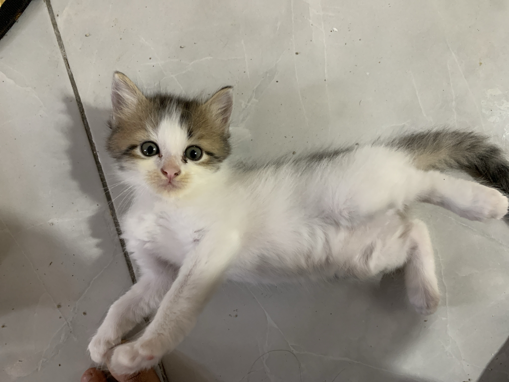 A domestic kitten is depicted lying supine on a light grey tiled floor, its body oriented diagonally across the frame. The kitten possesses a calico-like fur pattern, predominantly white on its underside and face, with patches of light brown and dark grey/black on its head, ears, and tail. Its head is tilted, and it looks directly at the viewer with wide, green irises and distinct black pupils; a small, pink nose is visible. The kitten's front paws are extended upwards, with its left front paw appearing to gently grasp a human digit (likely a thumb or finger) that is partially visible in the upper left corner. The tiled floor exhibits visible grout lines, minor surface irregularities, and scattered dark specks consistent with dust or debris. Shadows are cast across parts of the floor and the kitten's body, indicating an indoor setting with directed lighting. The scene is located in Tanjungsepreh, Indonesia.